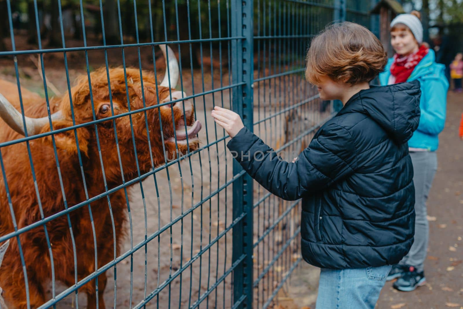 Beautiful little girl in pink coat feeding buffalo. Grl feeding buffalo at animal farm. Bison face under fencing paddock.