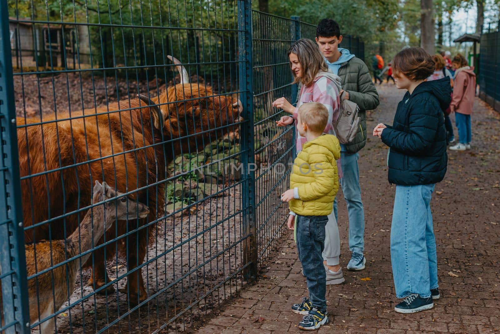 Family with child in zoo feeds buffalo. Happy family, young mother with three children, cute laughing toddler boy and a teen age girl and boy feeding buffalo during a trip to a city zoo on a hot summer day. by Andrii_Ko