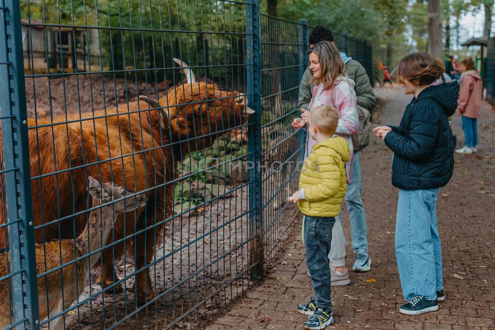 Family with child in zoo feeds buffalo. Happy family, young mother with three children, cute laughing toddler boy and a teen age girl and boy feeding buffalo during a trip to a city zoo on a hot summer day.