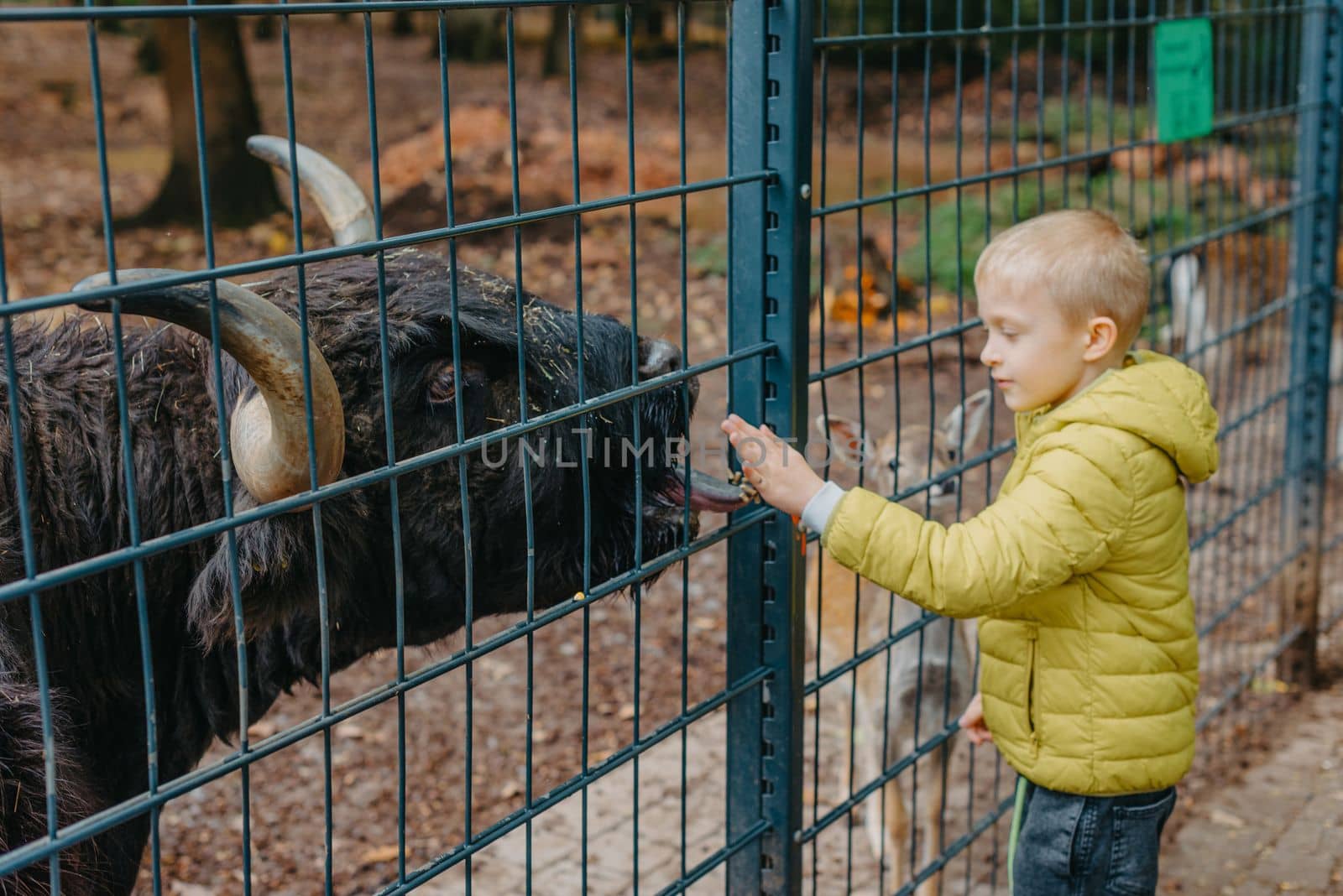 outdoor portrait of kids taking care and feeding a cow on a farm. boy in zoo feeds buffalo by Andrii_Ko