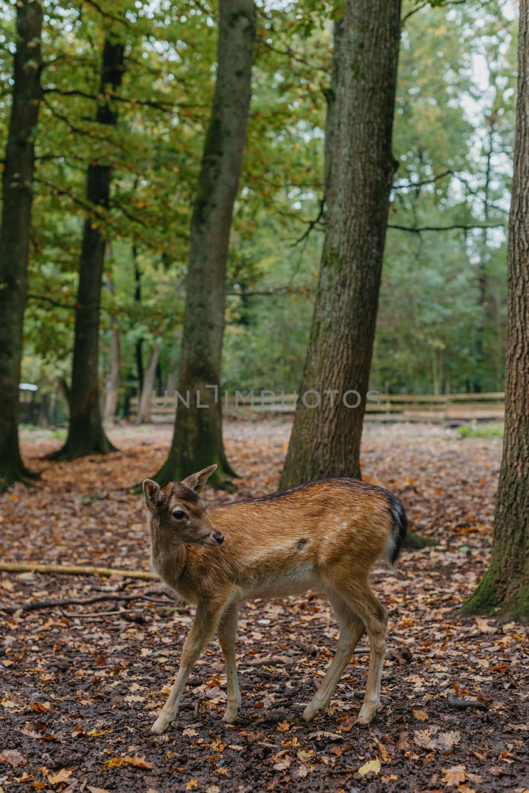 Female Red deer stag in Lush green fairytale growth concept foggy forest landscape image by Andrii_Ko