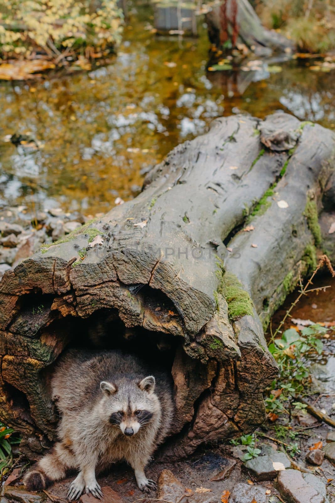 Gorgeous raccoon cute peeks out of a hollow in the bark of a large tree. Raccoon (Procyon lotor) also known as North American raccoon sitting hidden in old hollow trunk. Wildlife scene. Habitat North America, expansive in Europe, Asia.