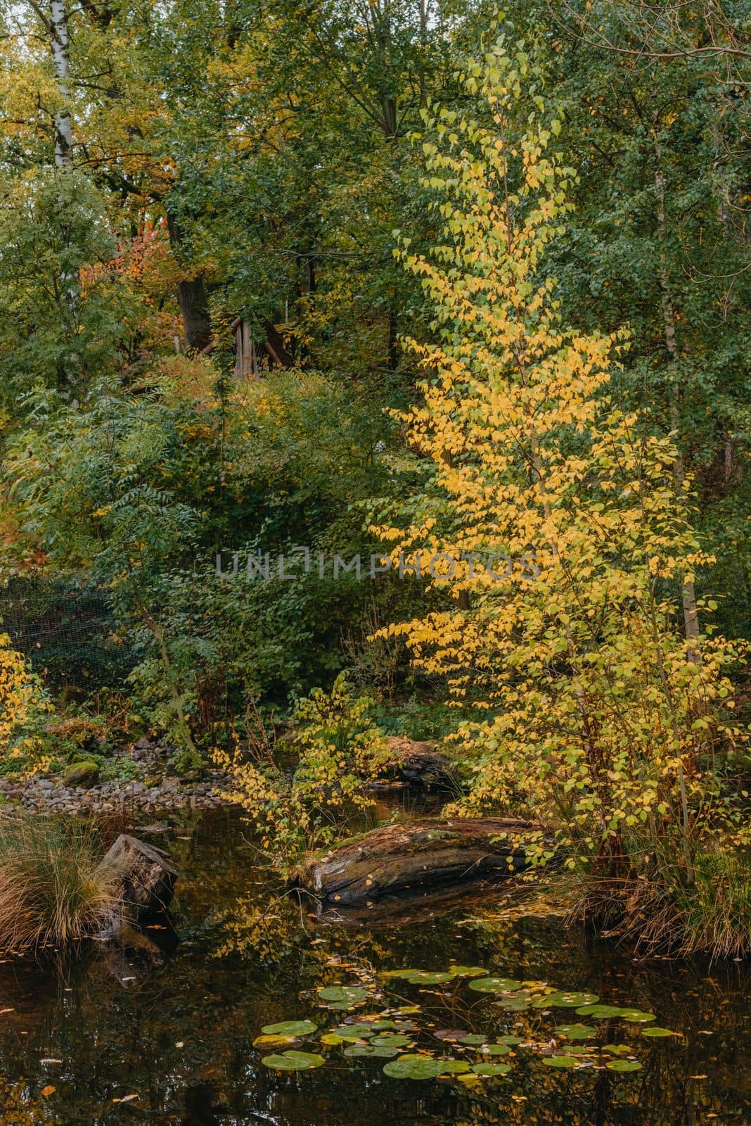 The autumn foliage of the trees is reflected in the pond. Autumn pond trees. Autumn trees reflection in water. Autumn nature landscape.