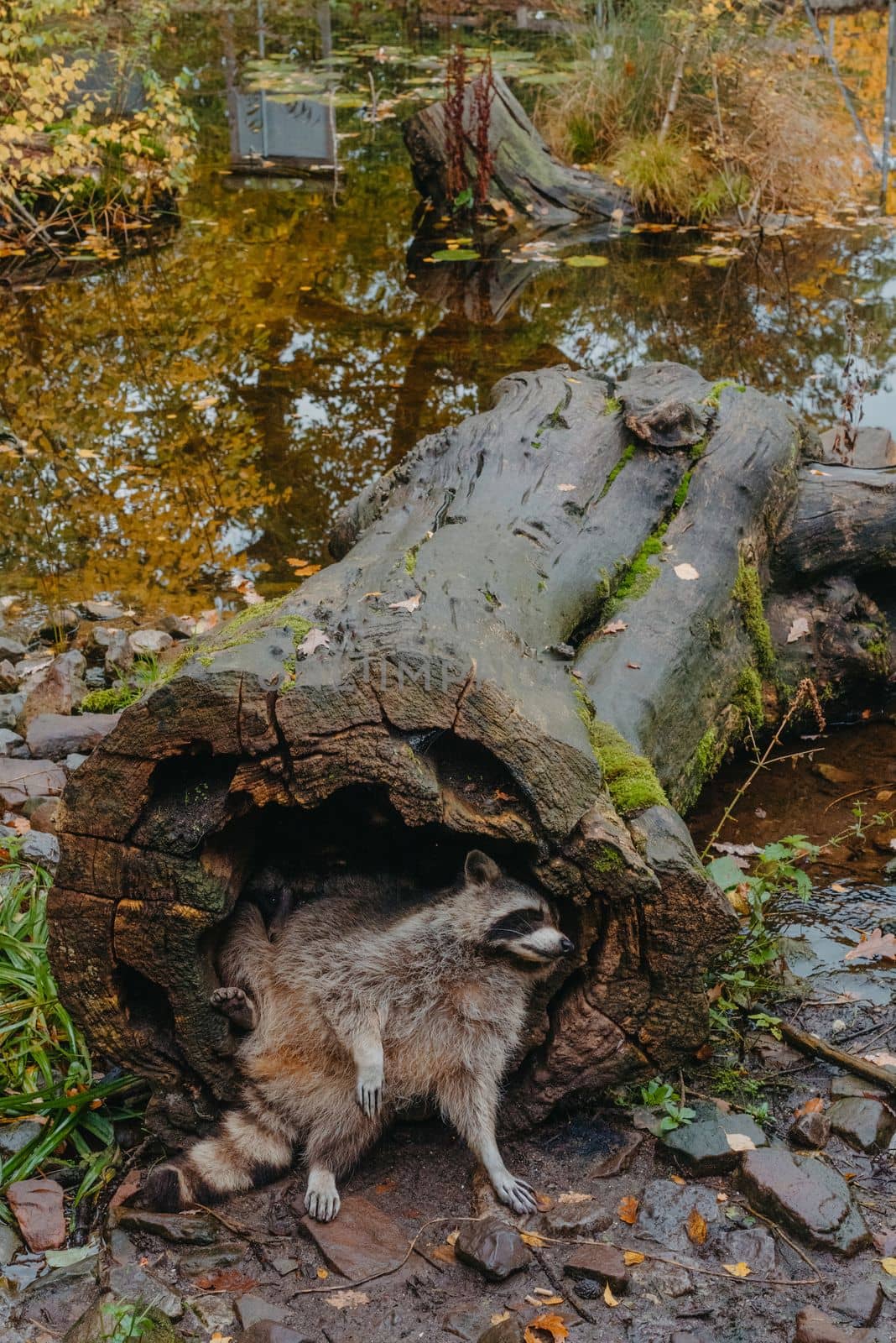 Gorgeous raccoon cute peeks out of a hollow in the bark of a large tree. Raccoon (Procyon lotor) also known as North American raccoon sitting hidden in old hollow trunk. Wildlife scene. Habitat North America, expansive in Europe, Asia. by Andrii_Ko