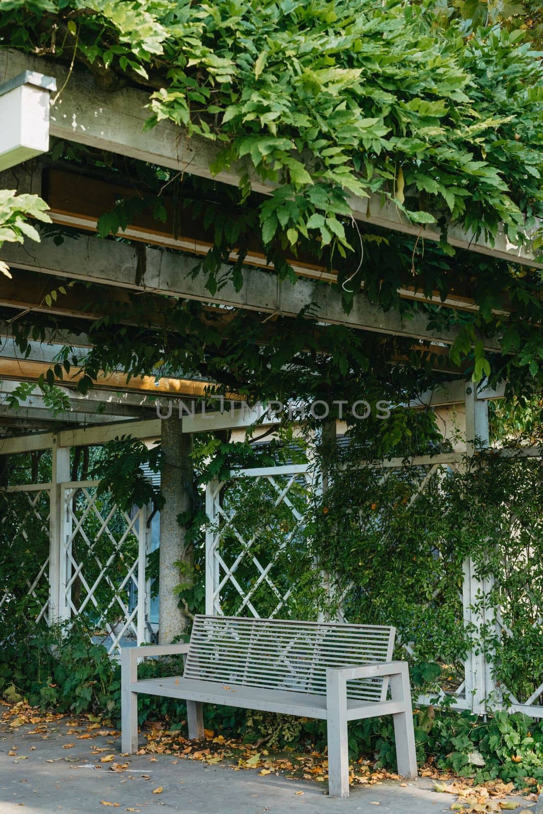 white park bench with stone wall and green leaves of the ivy in quiet environment. Old grey rustic wooden Bench in ivy leaves, a dark background from large leaves with sun lights and shadows. Bench in the park. Vertical