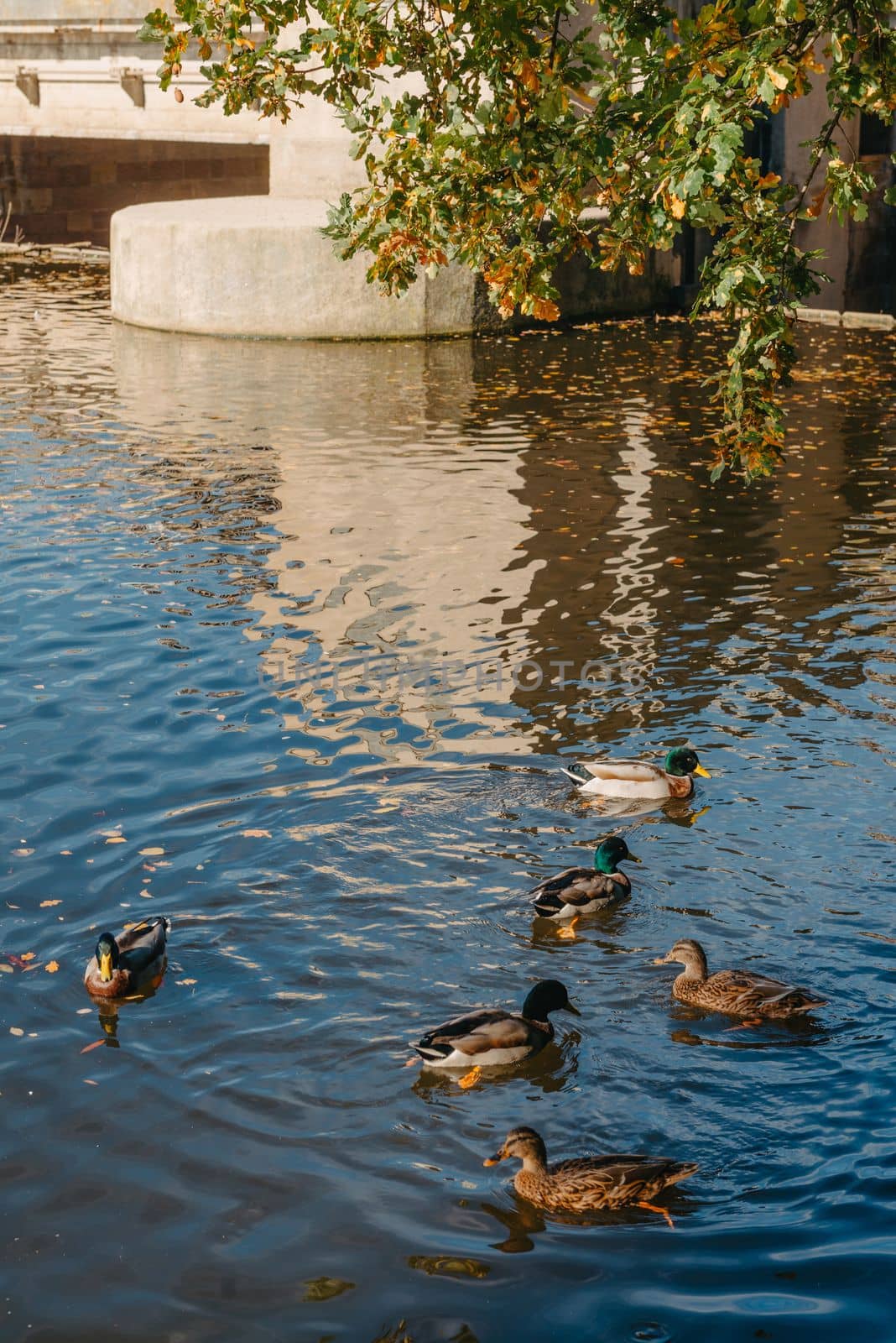 Ducks on the lake in the park. Park in the fall. Autumn trees. Wild ducks are reflected in the lake. Multi-colored bird feathers. A pond with wild ducks and drakes. A duck lake full of beautiful ducks swimming for them in city park by Andrii_Ko