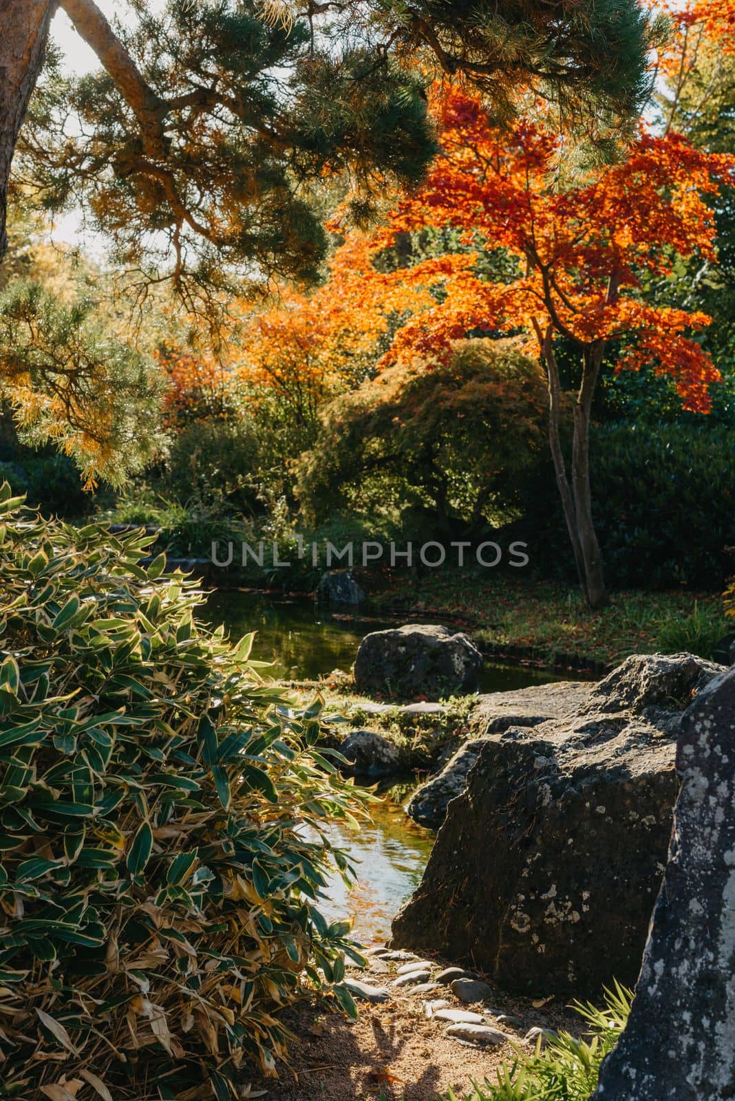 Beautiful calm scene in spring Japanese garden. Japan autumn image. Beautiful Japanese garden with a pond and red leaves. Pond in a Japanese garden.