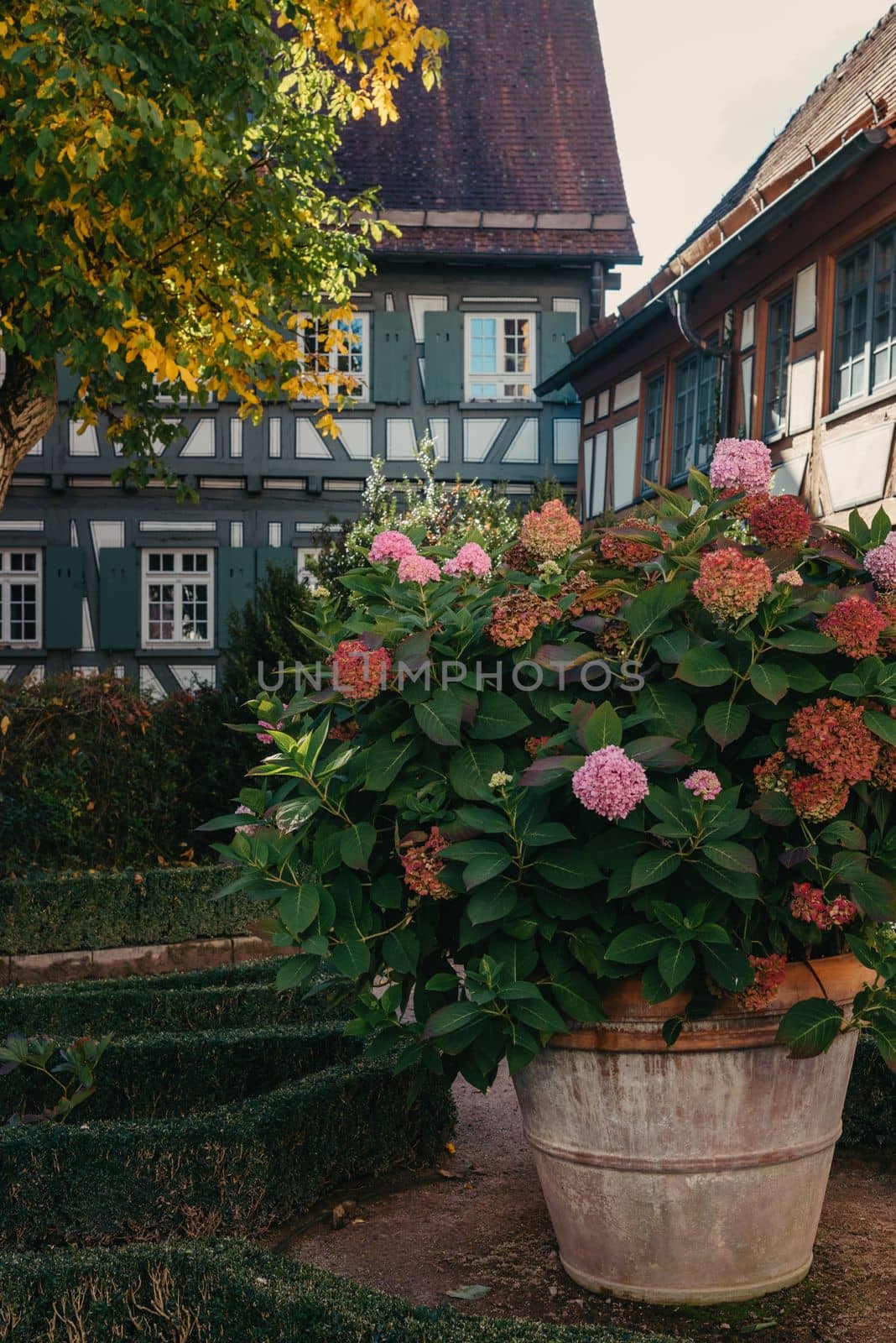 Traditional German Houses with nice garden in fall. Flowers in the City Park of Bietigheim-Bissingen, Baden-Wuerttemberg, Germany, Europe. Autumn Park and house, nobody, bush and grenery by Andrii_Ko