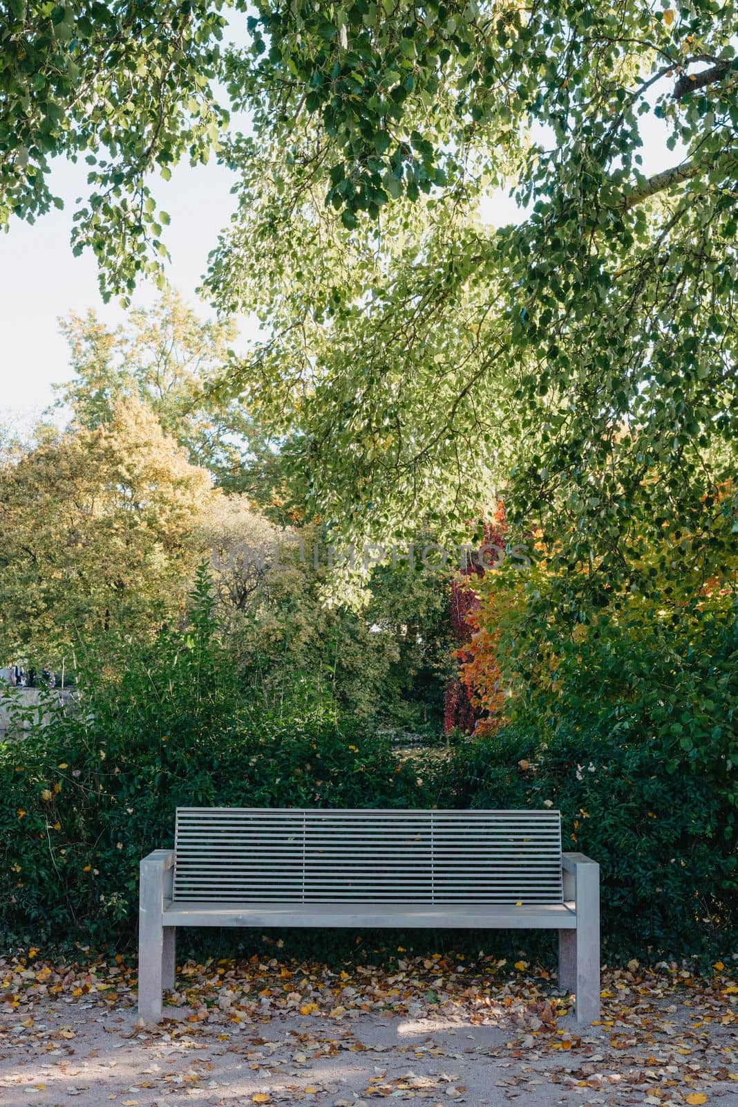 white park bench with stone wall and green leaves of the ivy in quiet environment. Old grey rustic wooden Bench in ivy leaves, a dark background from large leaves with sun lights and shadows. Bench in the park. Vertical