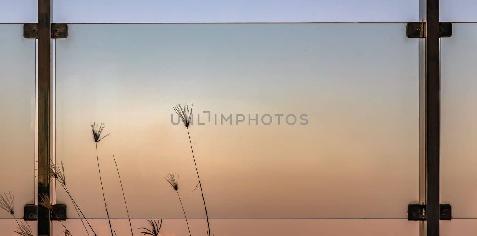 Pampas grass plumes grows on the floor outside of glass balcony with sky background.  by tosirikul