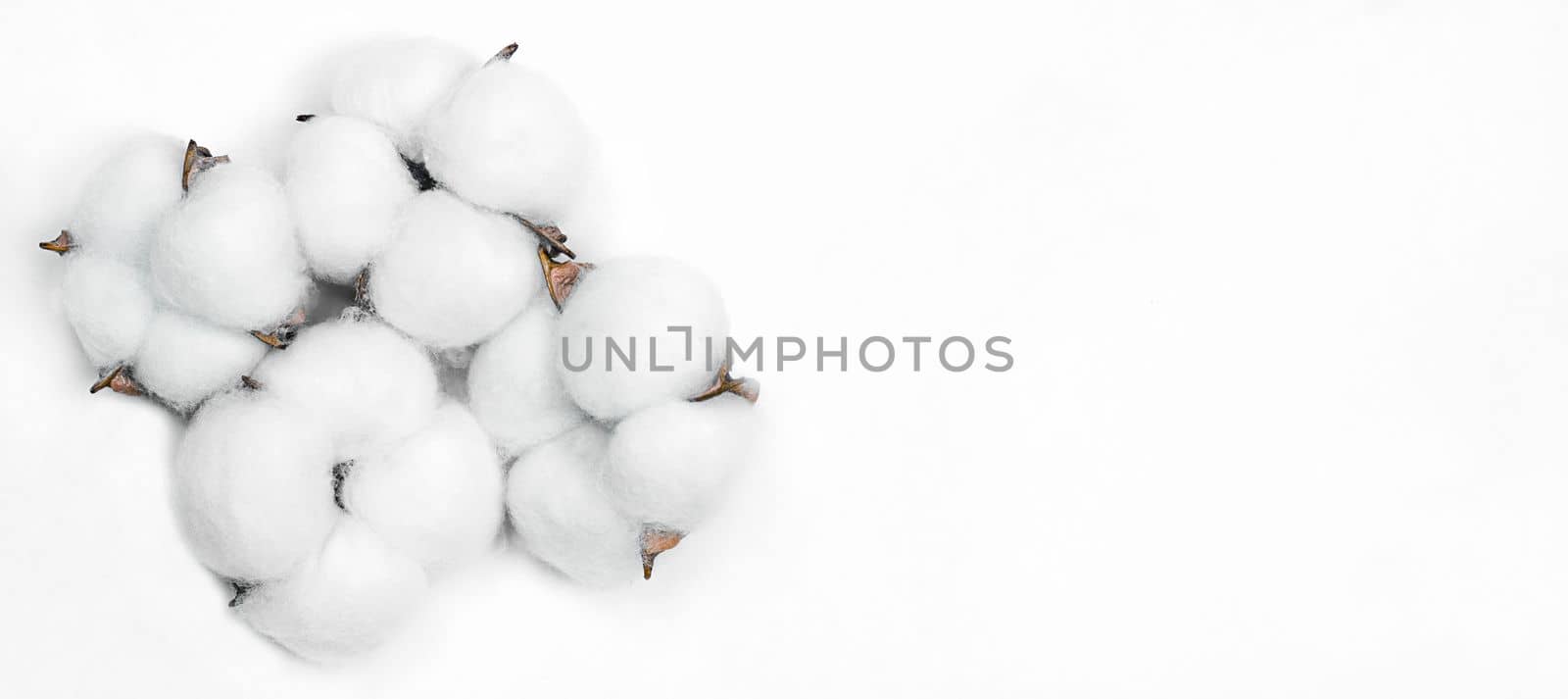 cotton balls flower plant on light background by Kondrateva