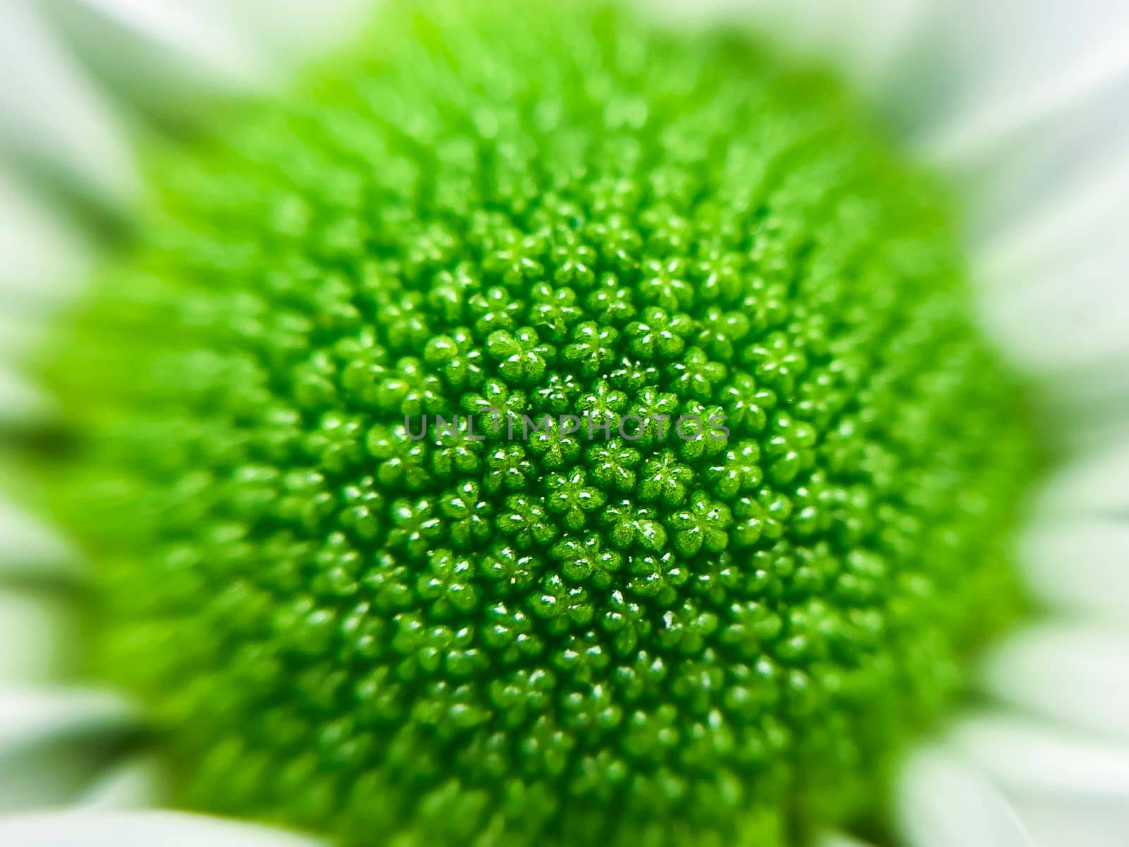 floral green macro view core of chrysanthemum close-up