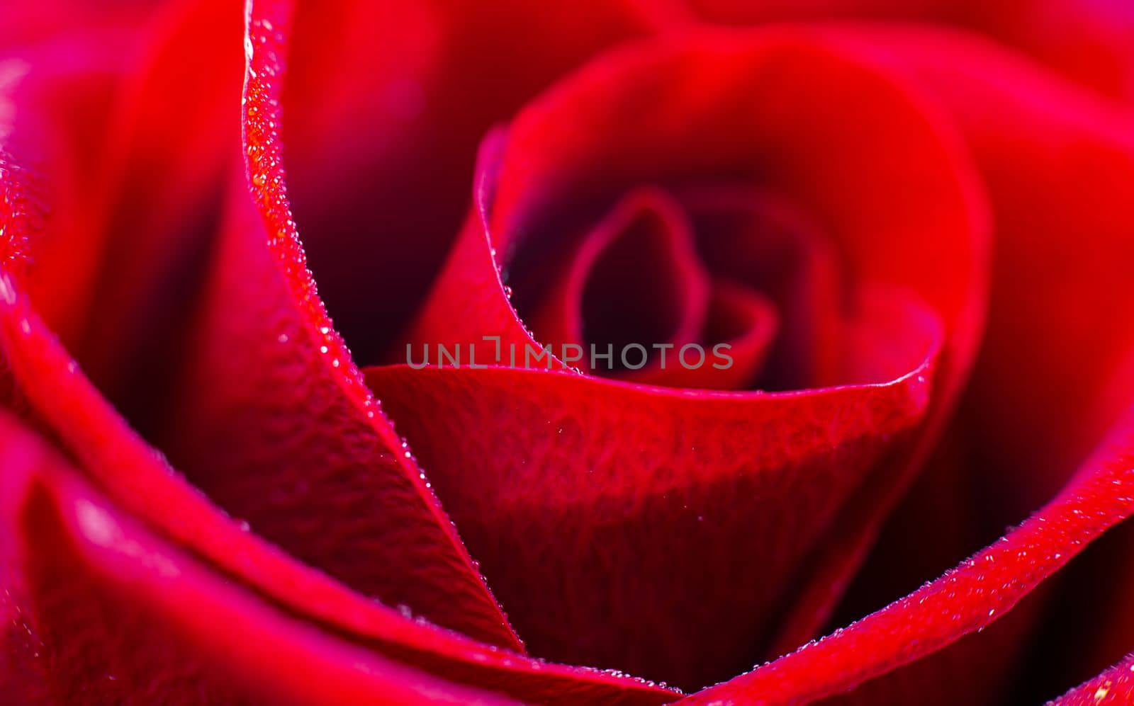 close up red rose macro background by Kondrateva