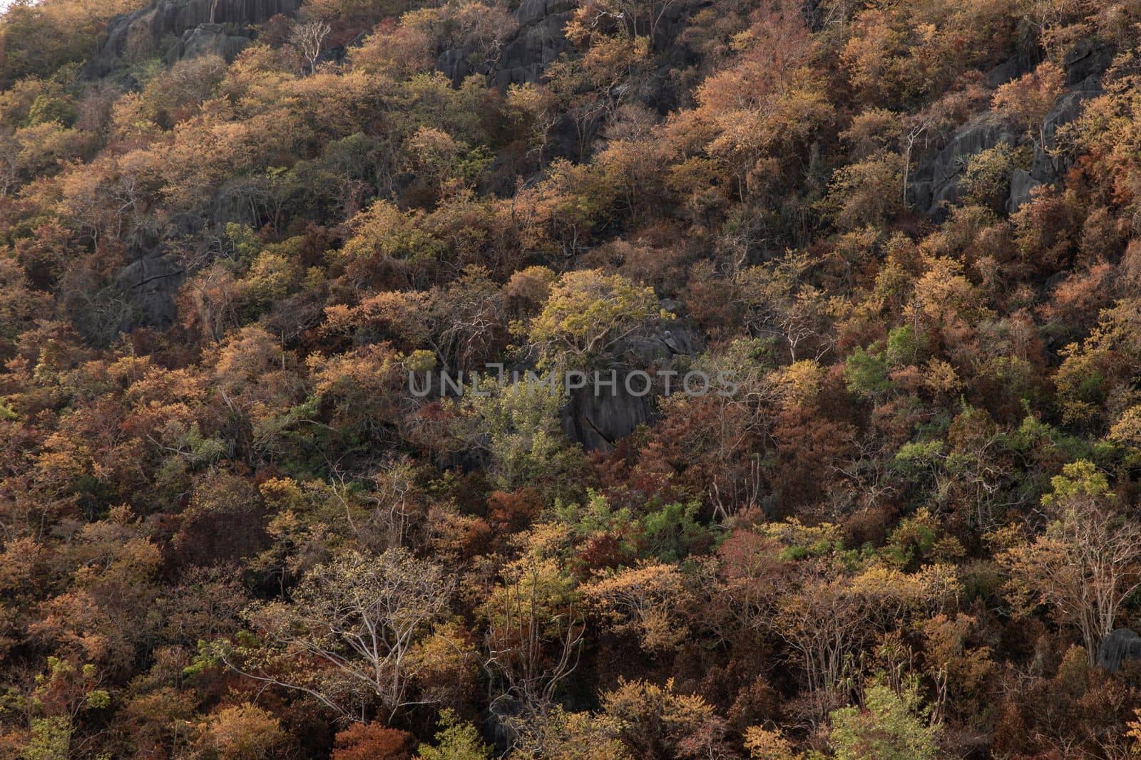 Trees forest on the mountain slope in a nature. Colorful trees forest for background. No focus, specifically.