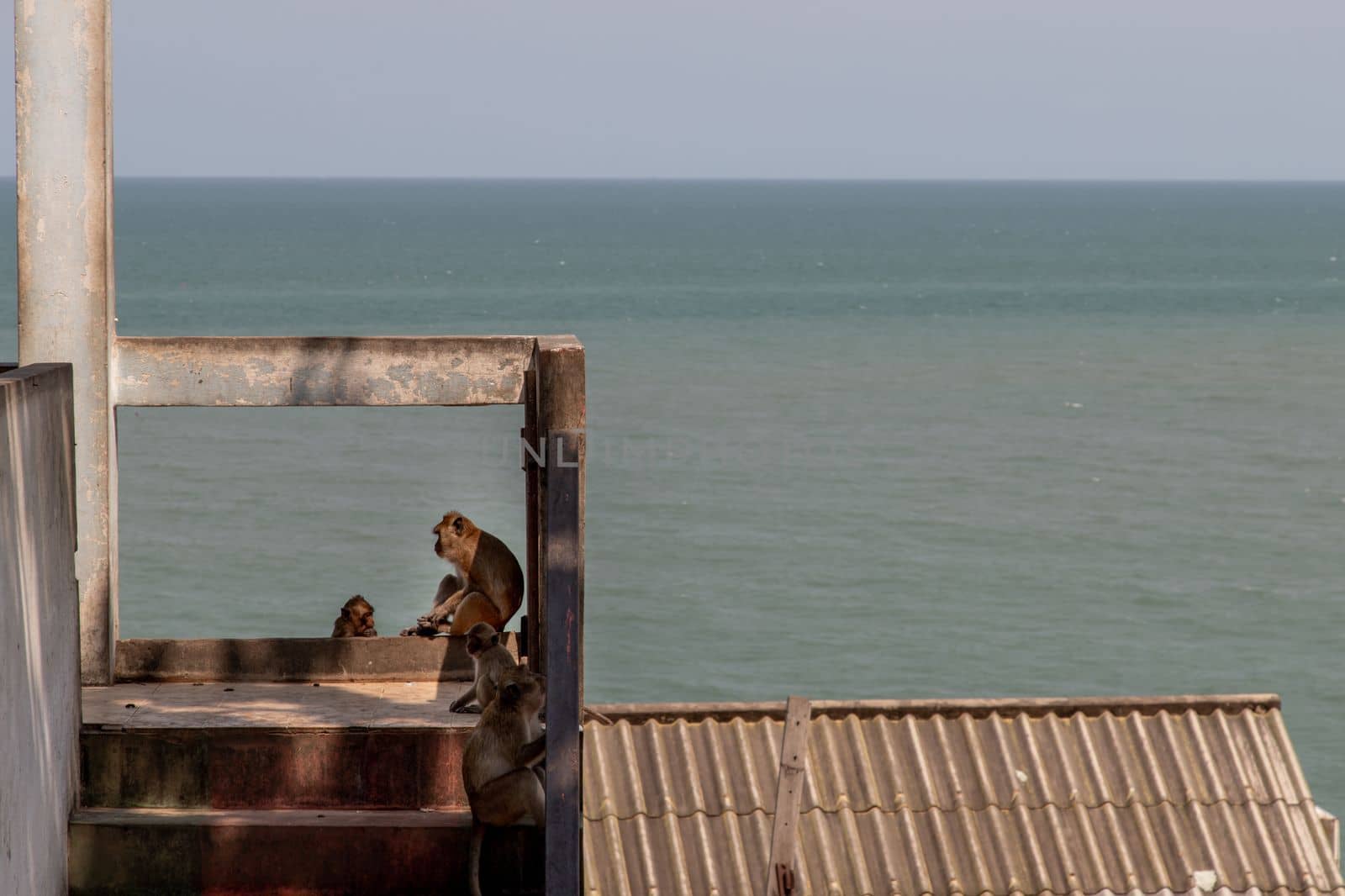 Monkeys dodge the heat on an railing in the abandoned building by the sea. No focus, specifically