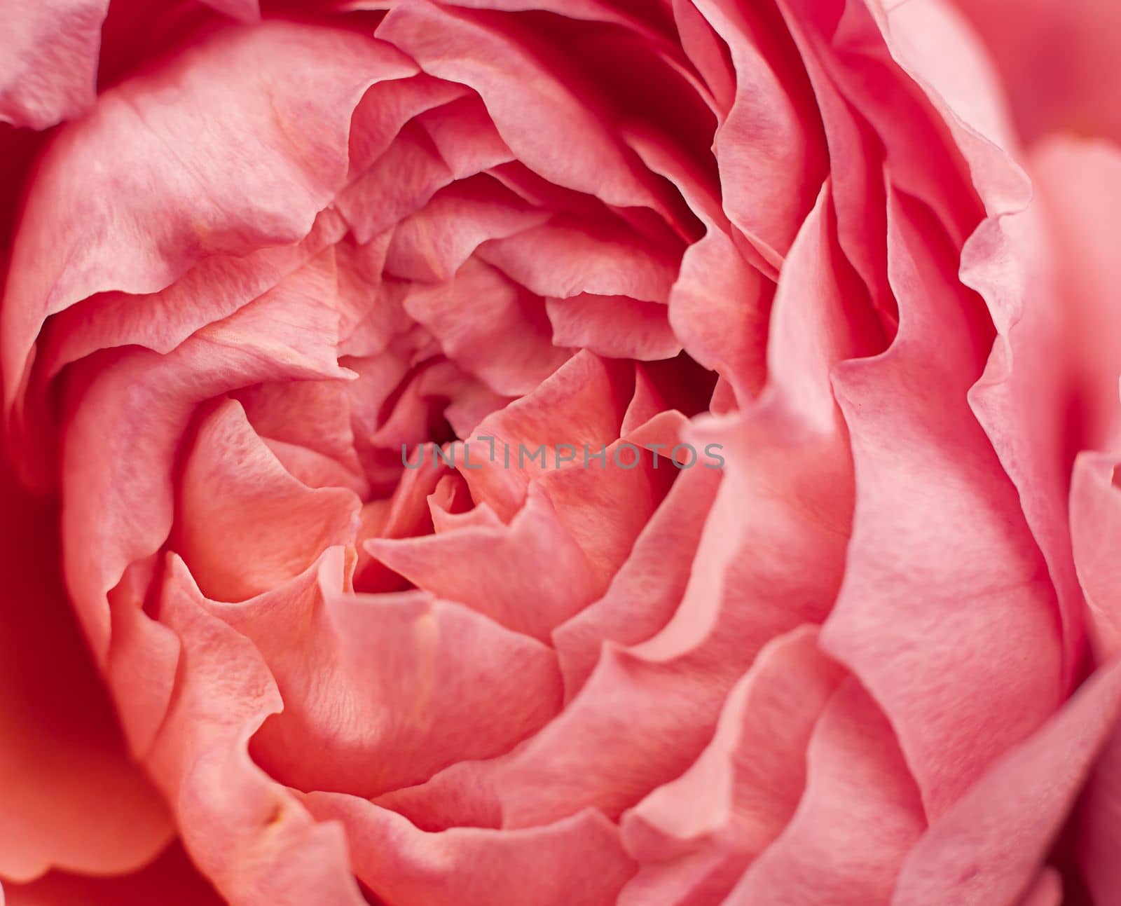 rose red peony bud petals closeup macro by Kondrateva