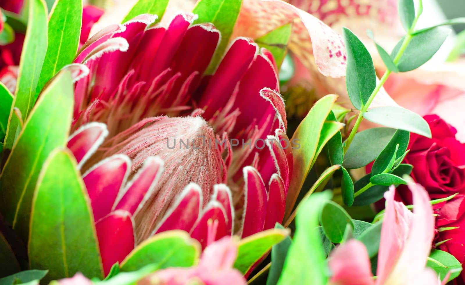 protea flower bud closeup macro background by Kondrateva