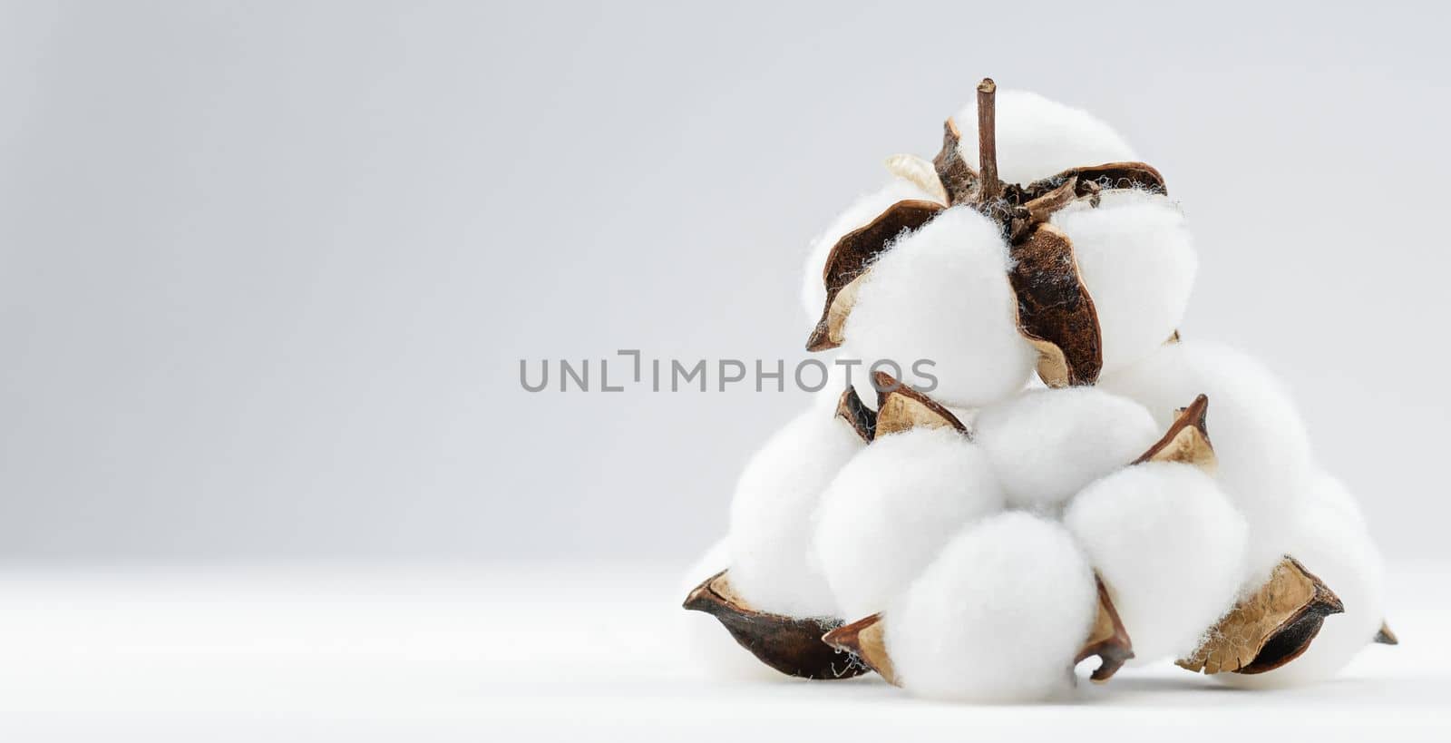 cotton flower plant bud white natural fluffy on white grey background copy-space by Kondrateva