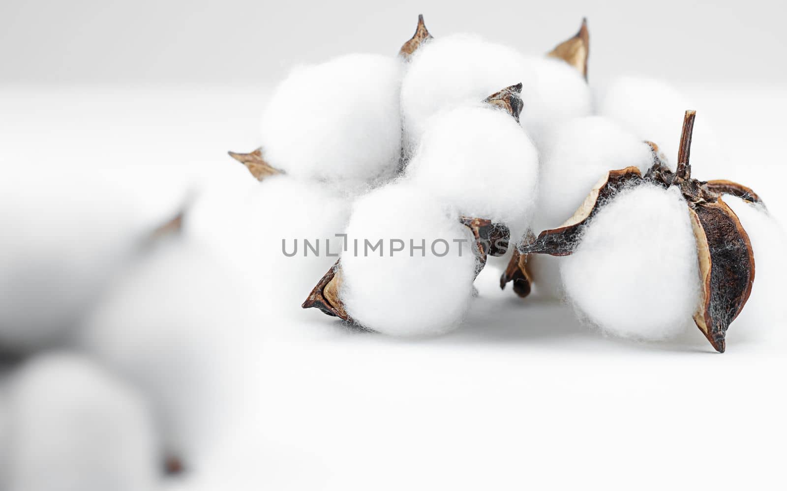cotton flower plant bud white natural fluffy on white grey background copy-space by Kondrateva
