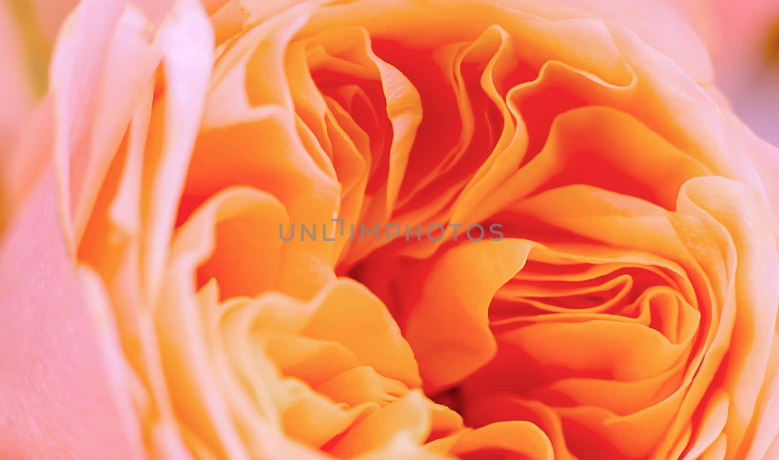 orange rose's bud macro view petals close-up background by Kondrateva