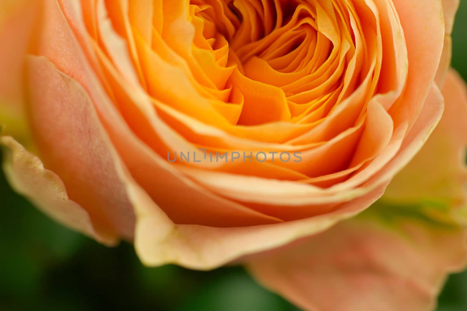 orange rose's bud macro view petals close-up background by Kondrateva