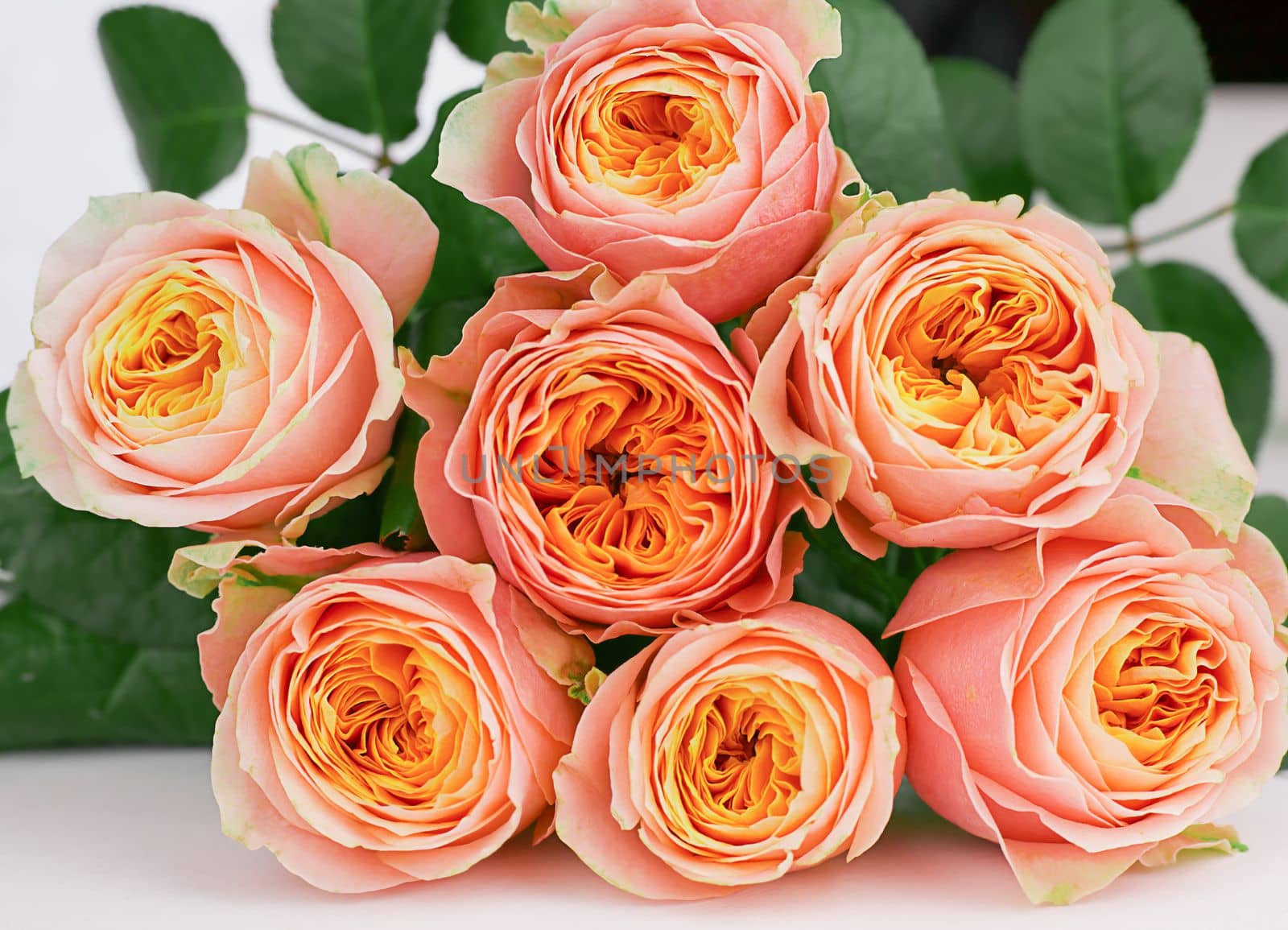 bouquet of pink orange fresh roses close up view by Kondrateva