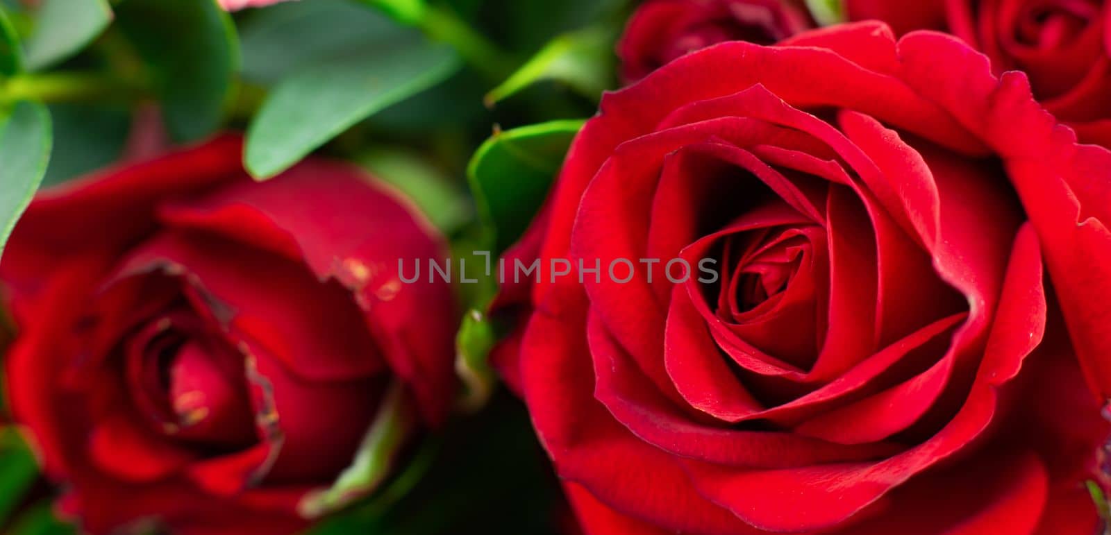 close up red rose macro background. High quality photo