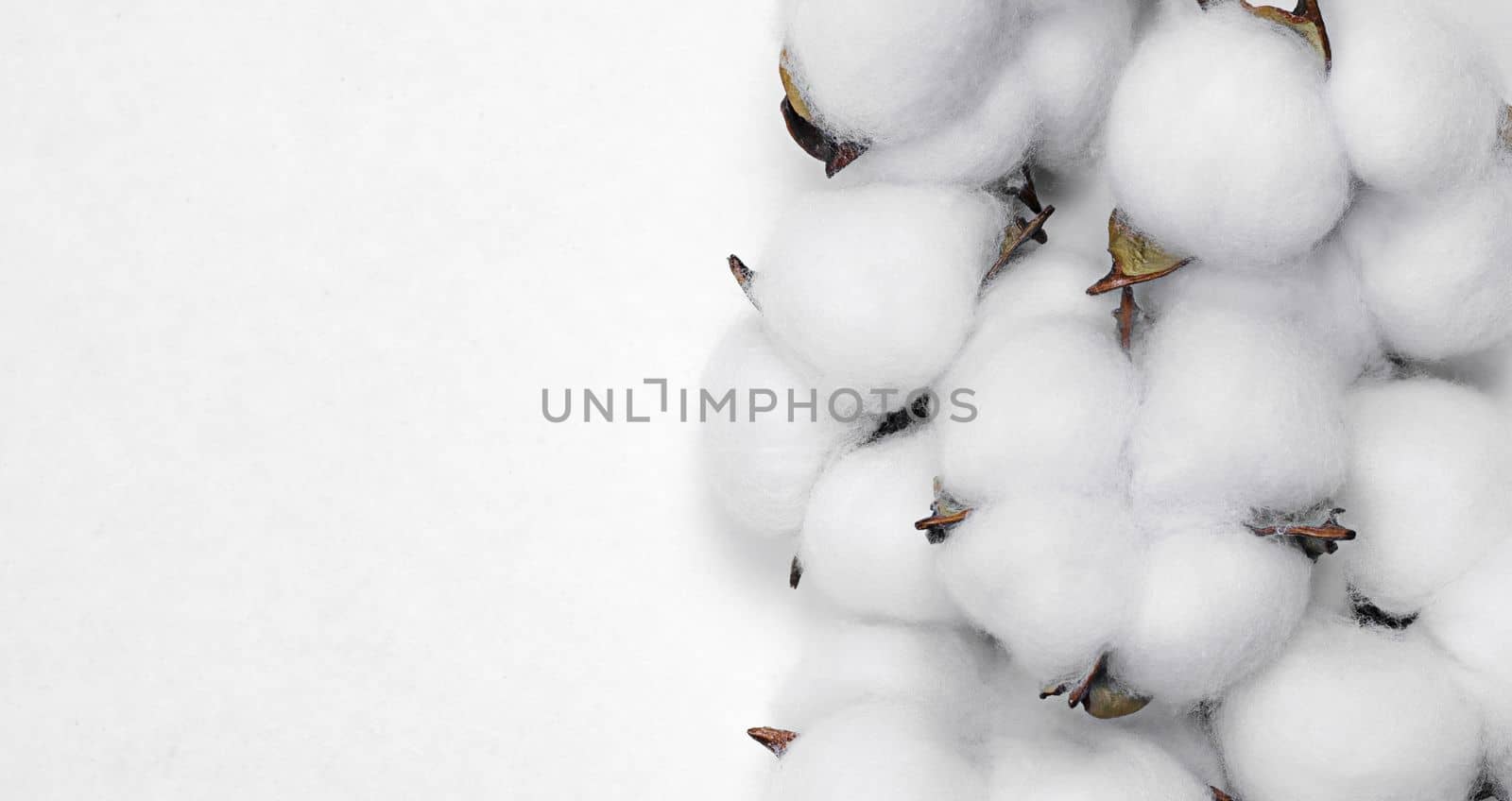 cotton balls flower plant on light background by Kondrateva