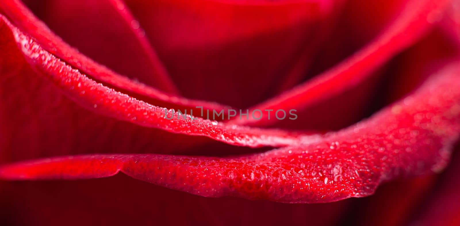 close up red rose macro background by Kondrateva