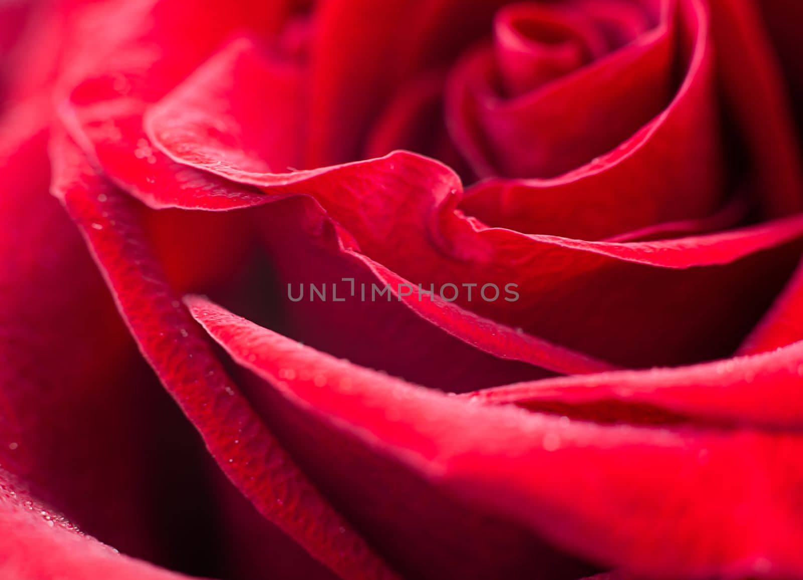 close up red rose macro background by Kondrateva