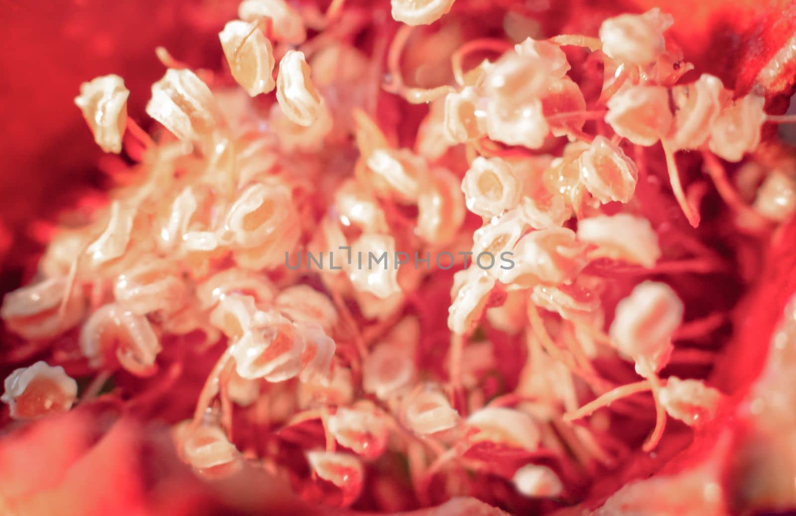 macro abstract texture nature flower background. High quality photo closeup