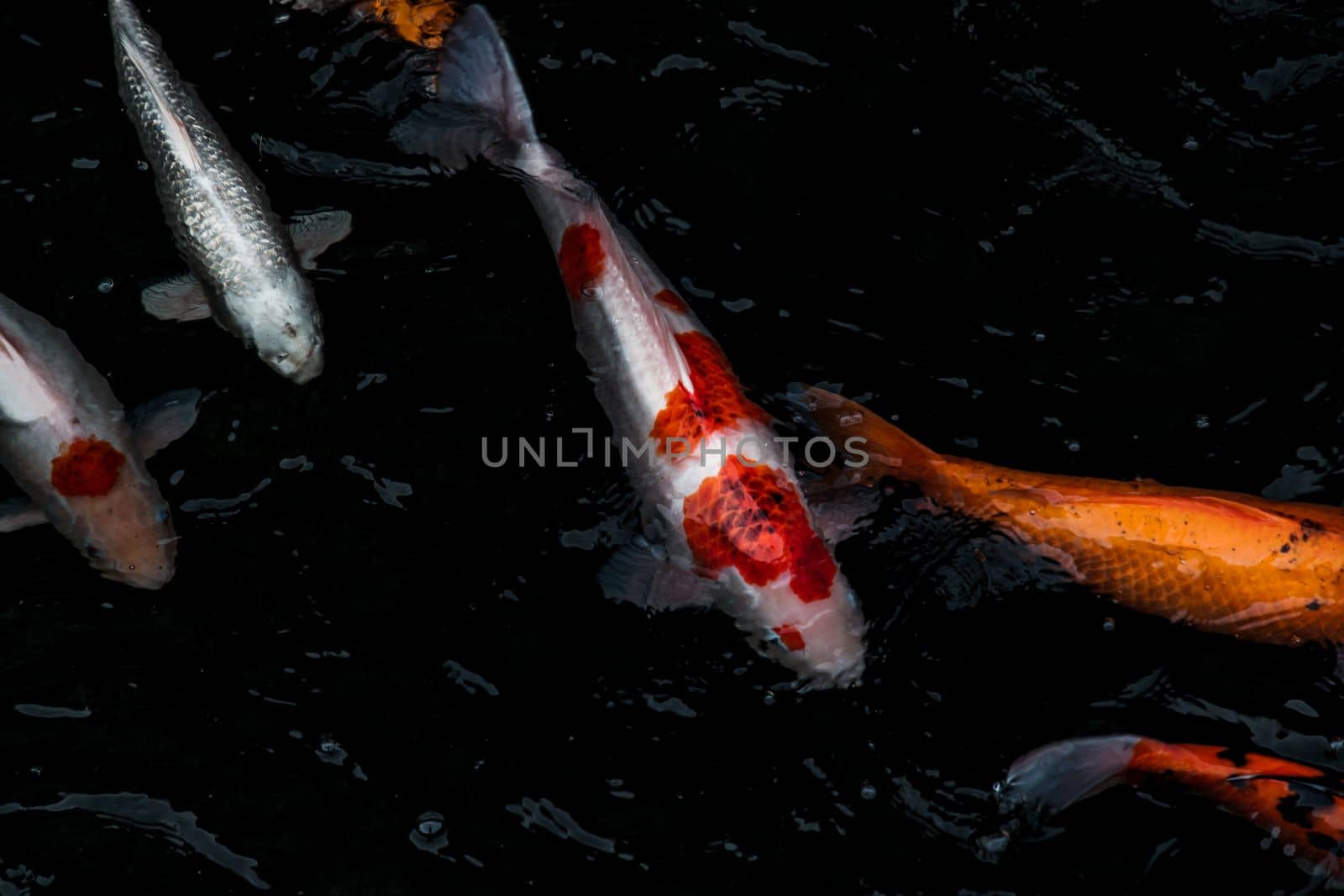 Detail of colorful Koi Fishs or Koi Carp swimming inside the fish pond at sunny day, Japanese fish species, Many colorful patterns, Focus and blur.