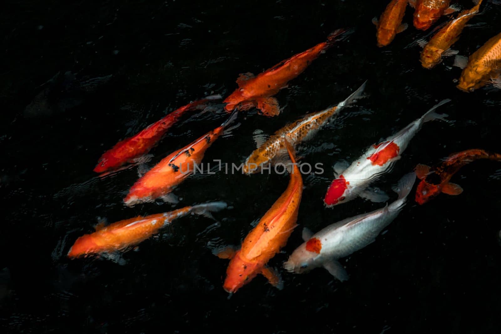 Detail of colorful Koi Fishs or Koi Carp swimming inside the fish pond at sunny day, Japanese fish species, Many colorful patterns, Focus and blur.