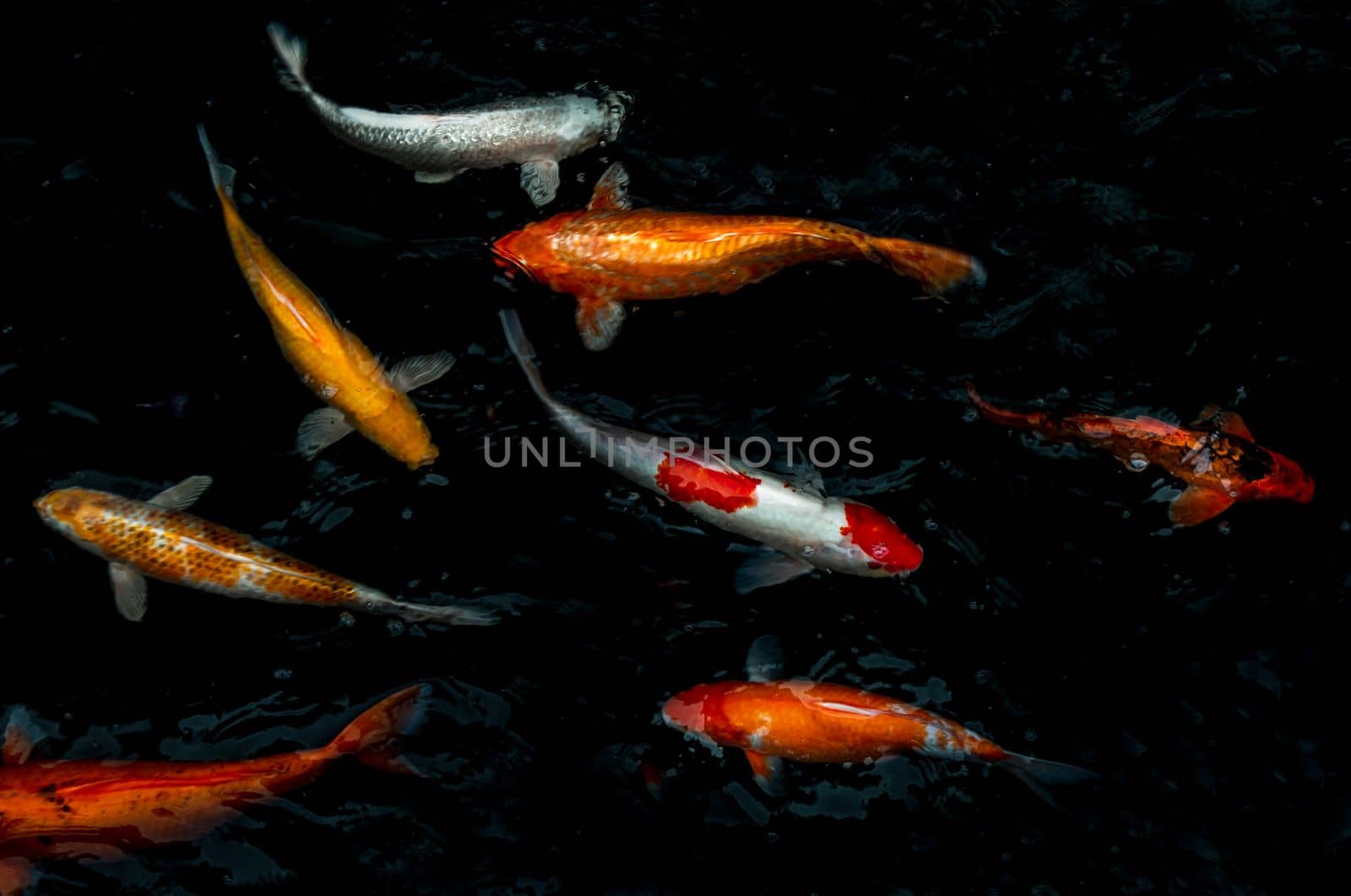 Detail of colorful Koi Fishs or Koi Carp swimming inside the fish pond at sunny day, Japanese fish species, Many colorful patterns, No focus, specifically.