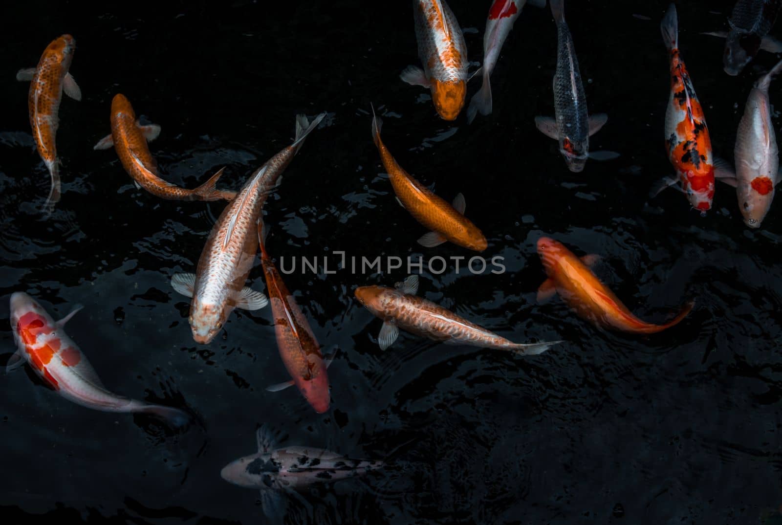 Detail of colorful Koi Fishs or Koi Carp swimming inside the fish pond at sunny day, Japanese fish species, Many colorful patterns, No focus, specifically.