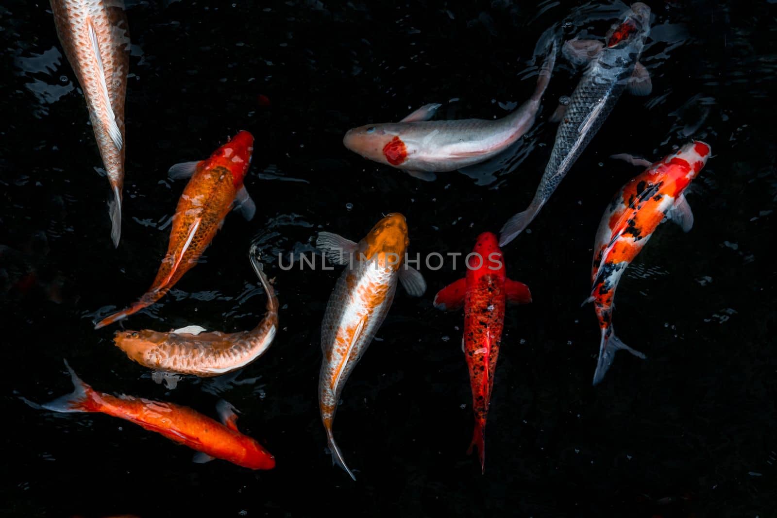 Detail of colorful Koi Fishs or Koi Carp swimming inside the fish pond at sunny day, Japanese fish species, Many colorful patterns, No focus, specifically.