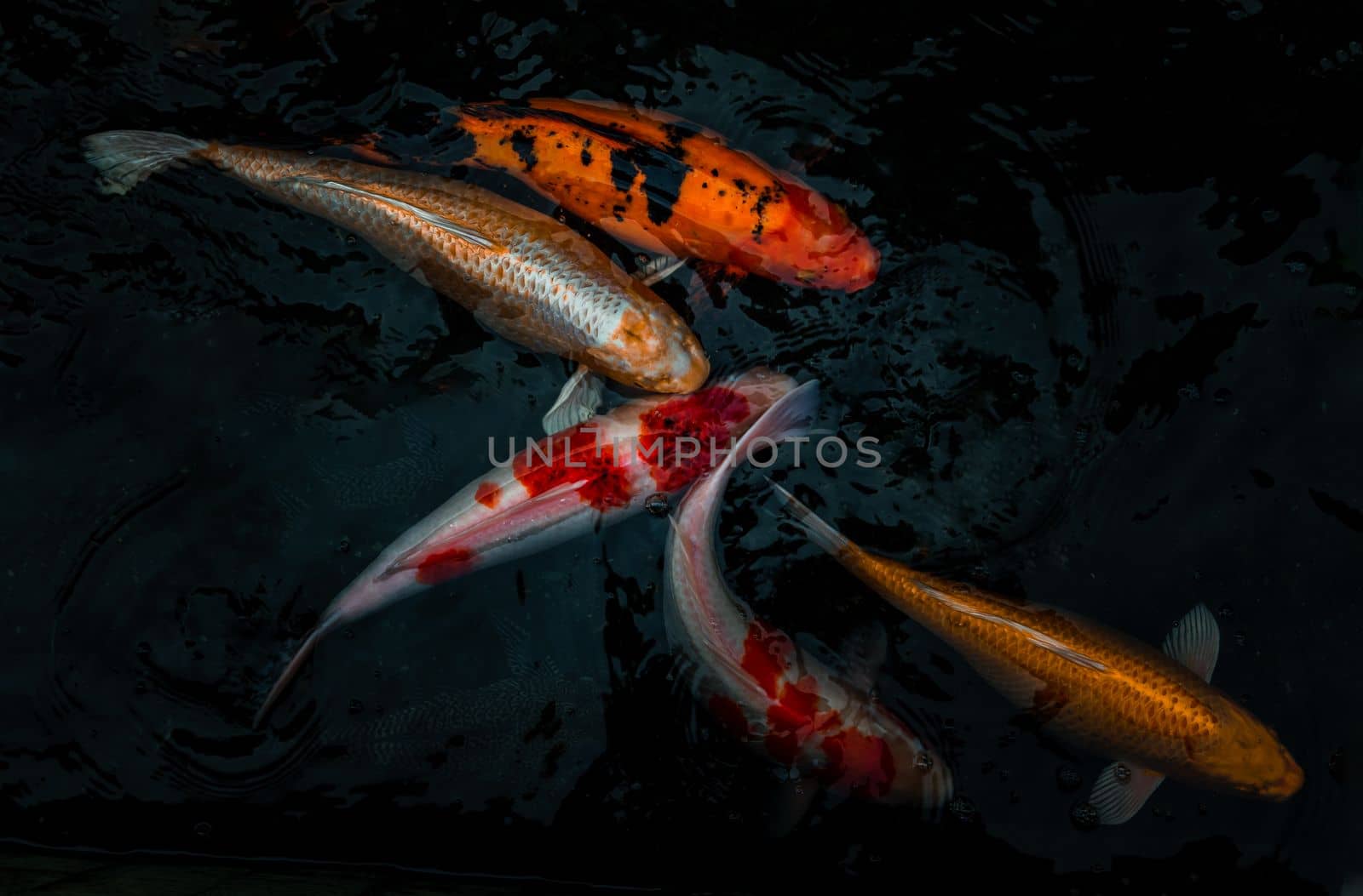Detail of colorful Koi Fishs or Koi Carp swimming inside the fish pond at sunny day, Japanese fish species, Many colorful patterns, No focus, specifically.