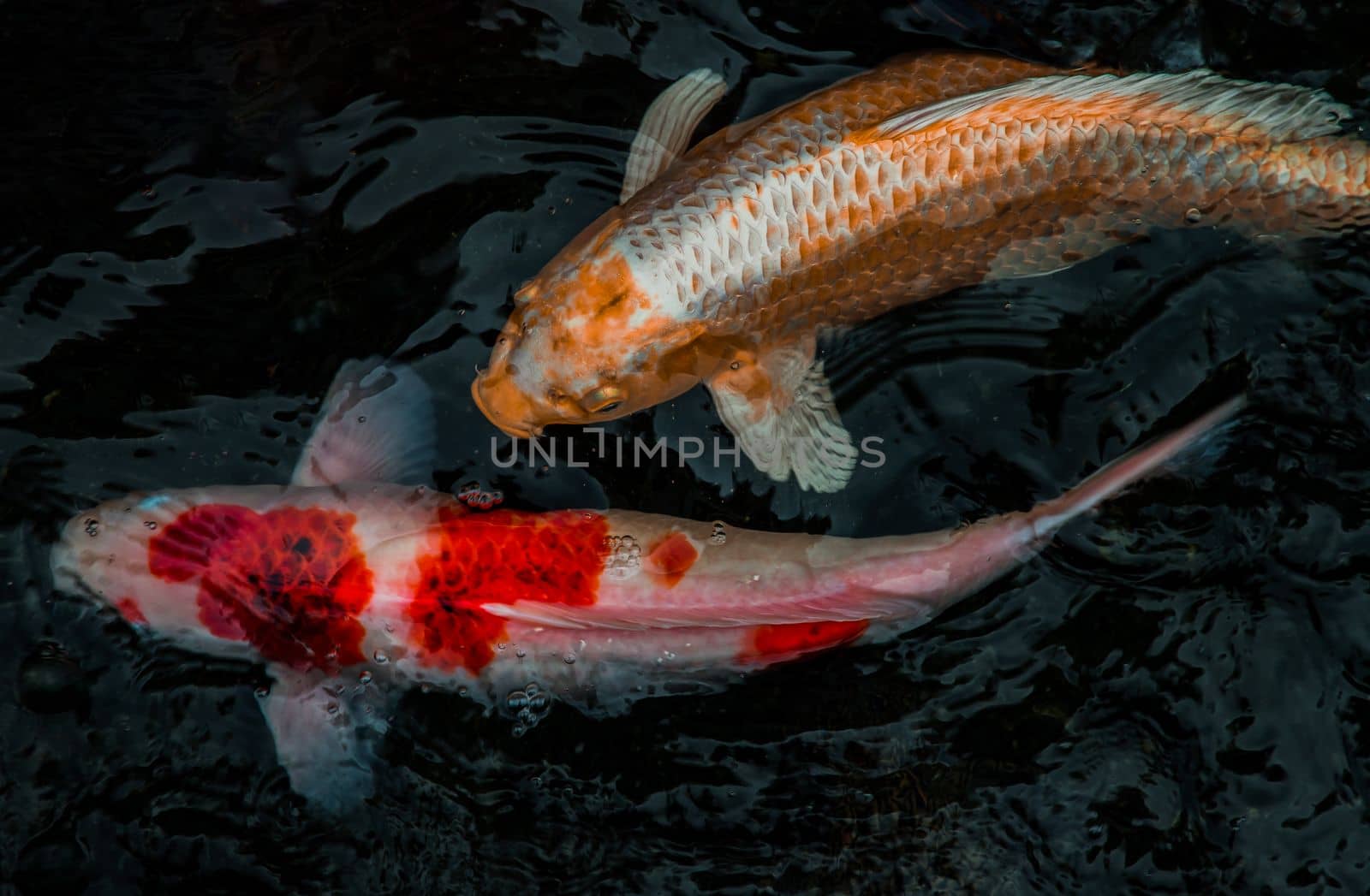 Detail of colorful Koi Fishs or Koi Carp swimming inside the fish pond at sunny day, Japanese fish species, Many colorful patterns, No focus, specifically.