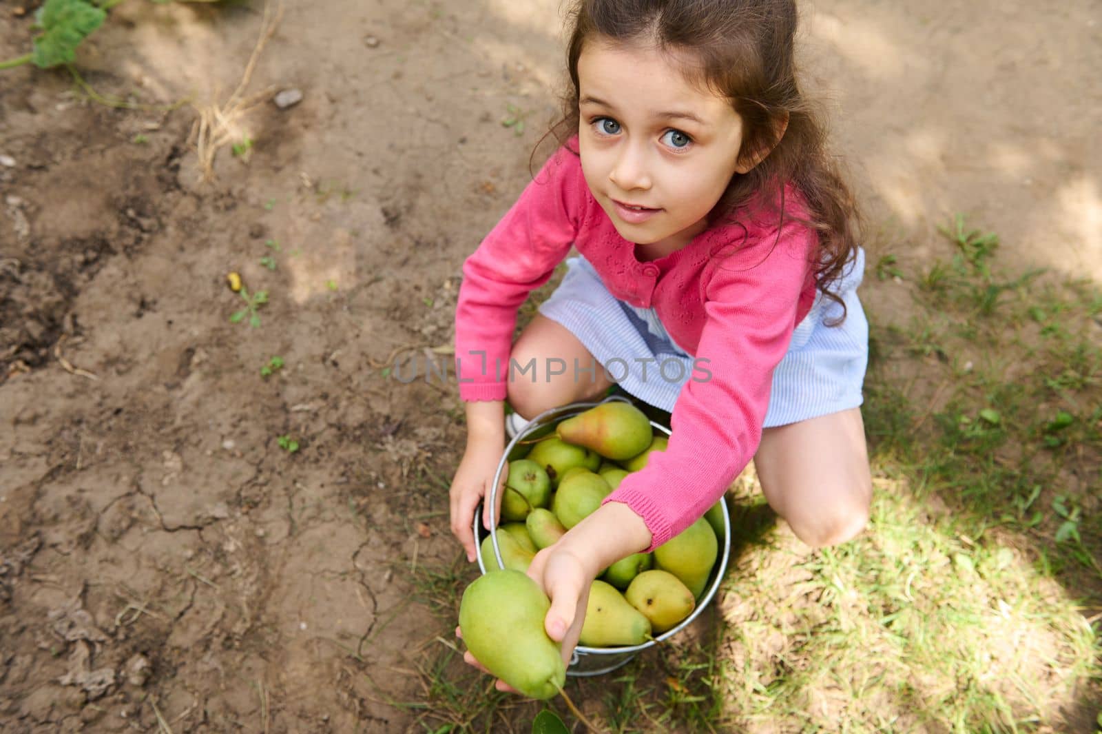 View from above of a Caucasian cute little girl looking at camera while stacking fresh crop of ripe pears during autumn harvest season in an orchard or eco field. Agriculture. Agribusiness. Gardening