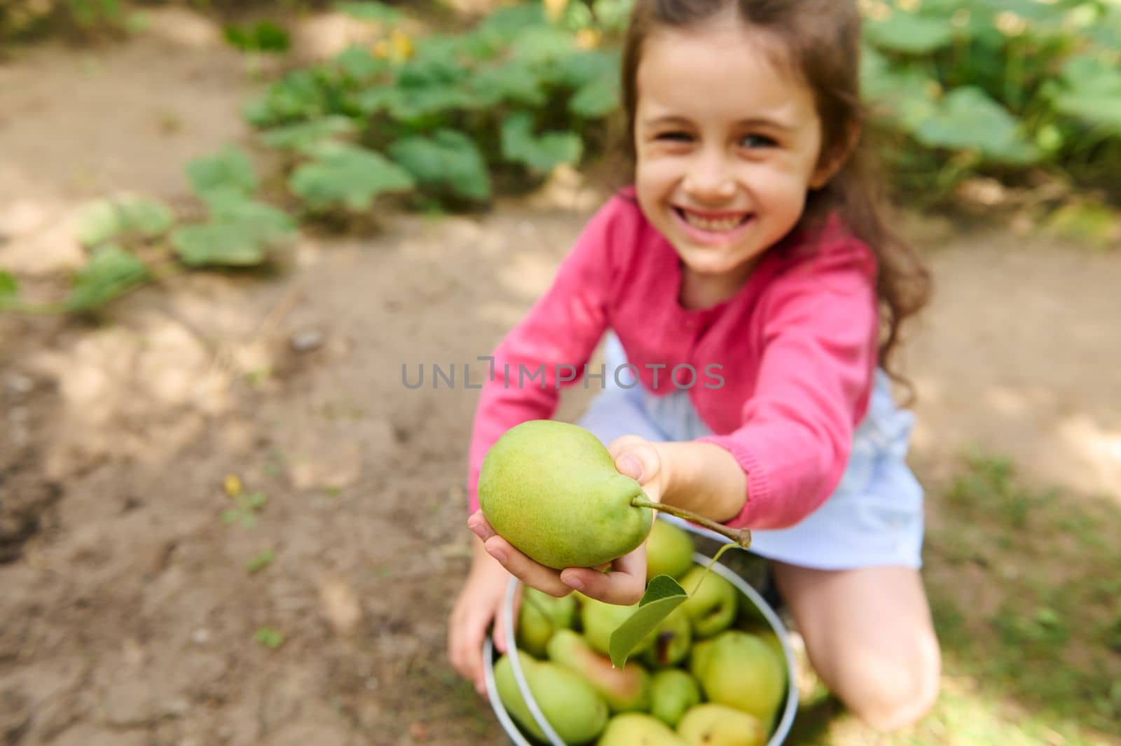 Selective focus on a ripe green pear in the hand of a blurred smiling child girl, holding out the fresh crop at camera while harvesting organic fruits in an orchard. Eco farming. Agriculture concept