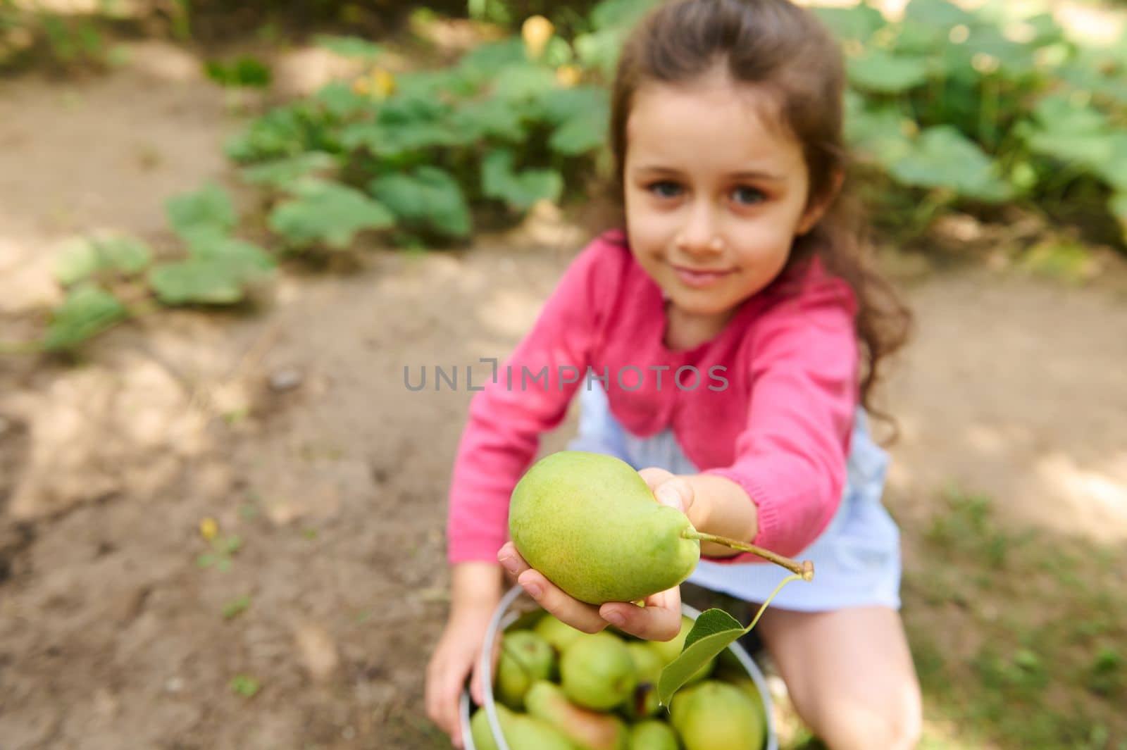 Closeup ripe organic fresh harvested pear in the hand of blurred lovely child girl, sitting near a metal bucket full of organic harvest of pears in an eco field or orchard during autumn harvest seas