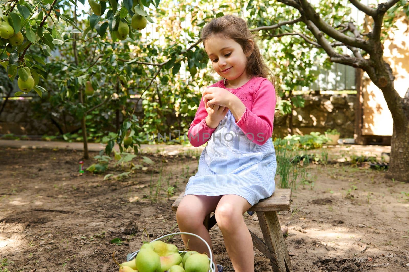 Adorable Caucasian little child girl, wearing a stylish blue dress and pink bolero, holding a fresh pear while harvesting crop in an ecological orchard, on a beautiful warm autumn season. Eco farming