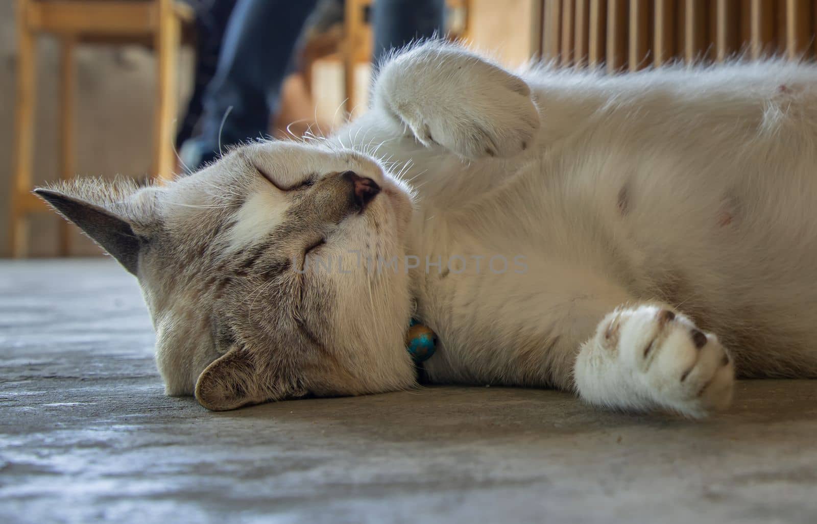 Close-up of Cute cat sleeping comfortable on concrete floor. Cute cat on sleep time. Selective focus.