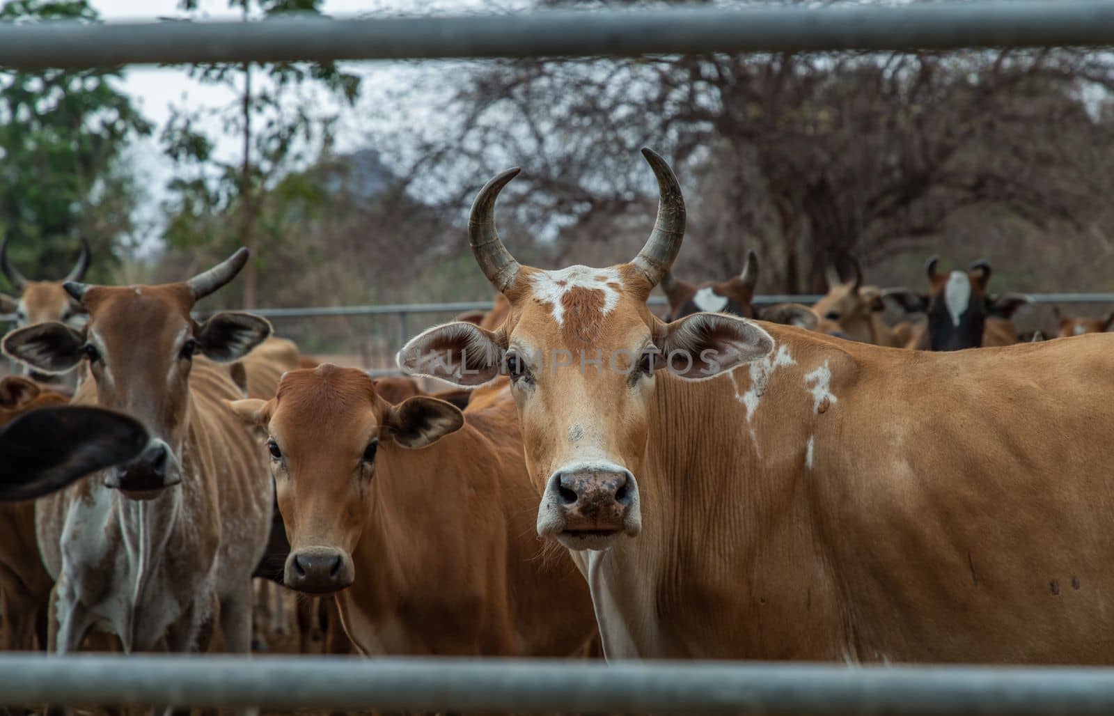 Brown horned cows of native species in the cattlepen at farm. Cows farm for food Native cattle farms of rural Thai people. Selective focus.