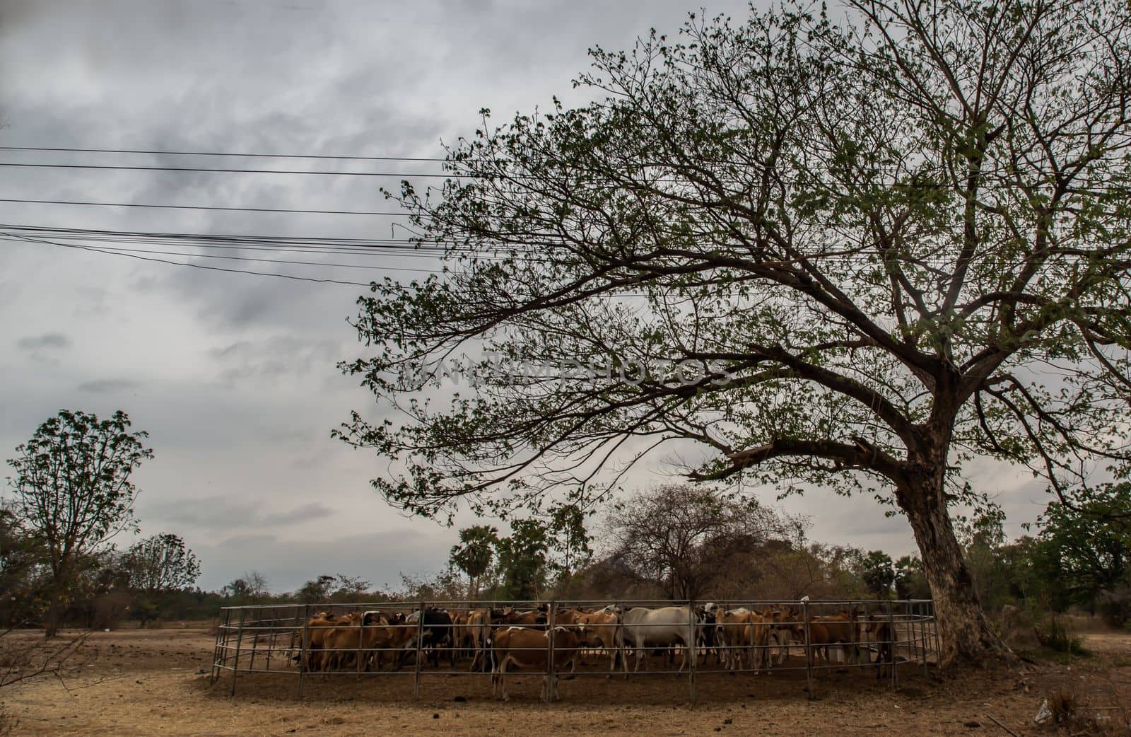 Cows in the cattlepen. Native cattle farms of rural Thai people. Cows in the cattlepen. Native cattle farms of rural Thai people. No focus, specifically.