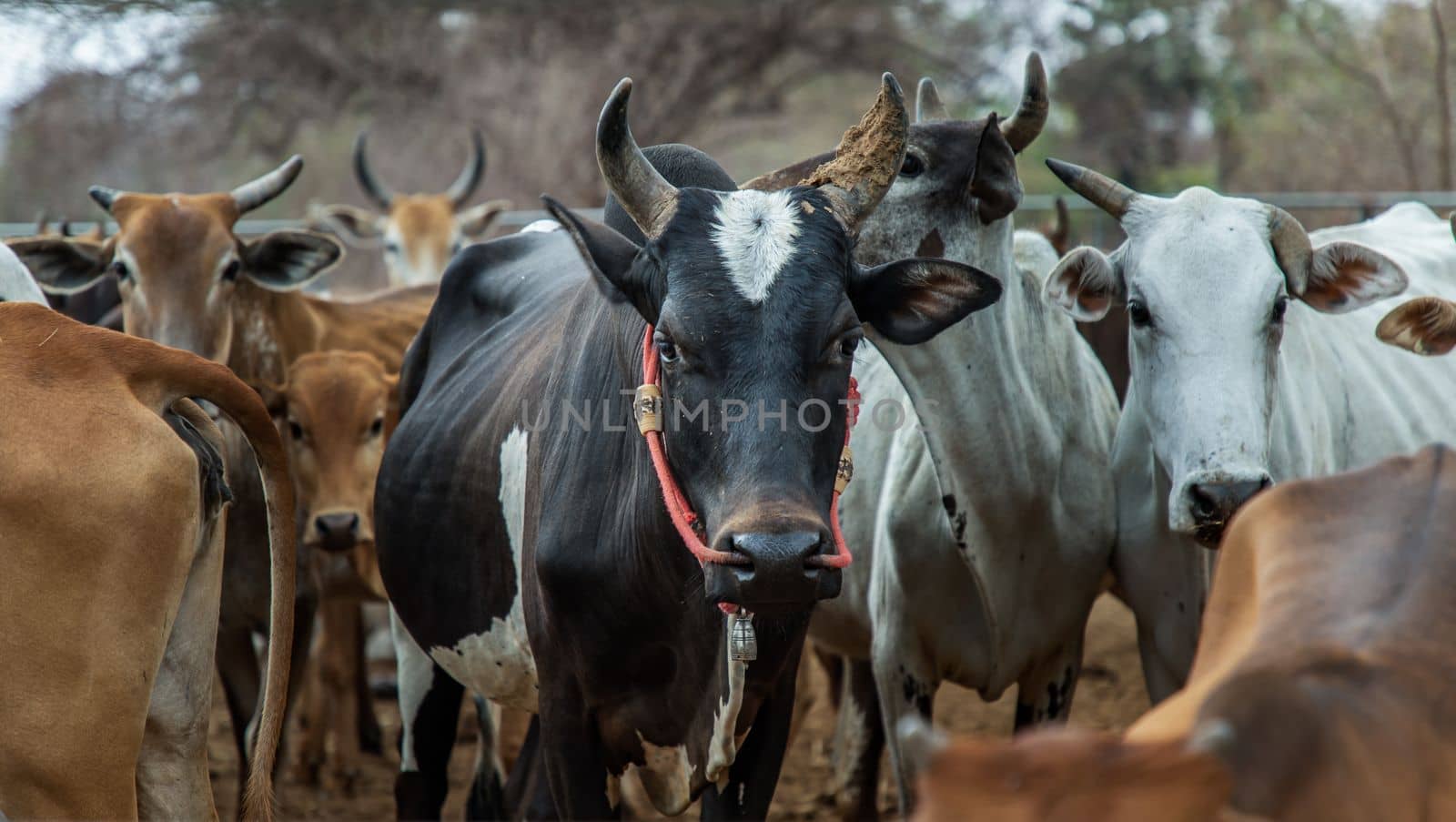 Black horned cow of native species with other cattle in the background in the cattlepen at farm. Cows farm for food Native cattle farms of rural Thai people. Selective focus.