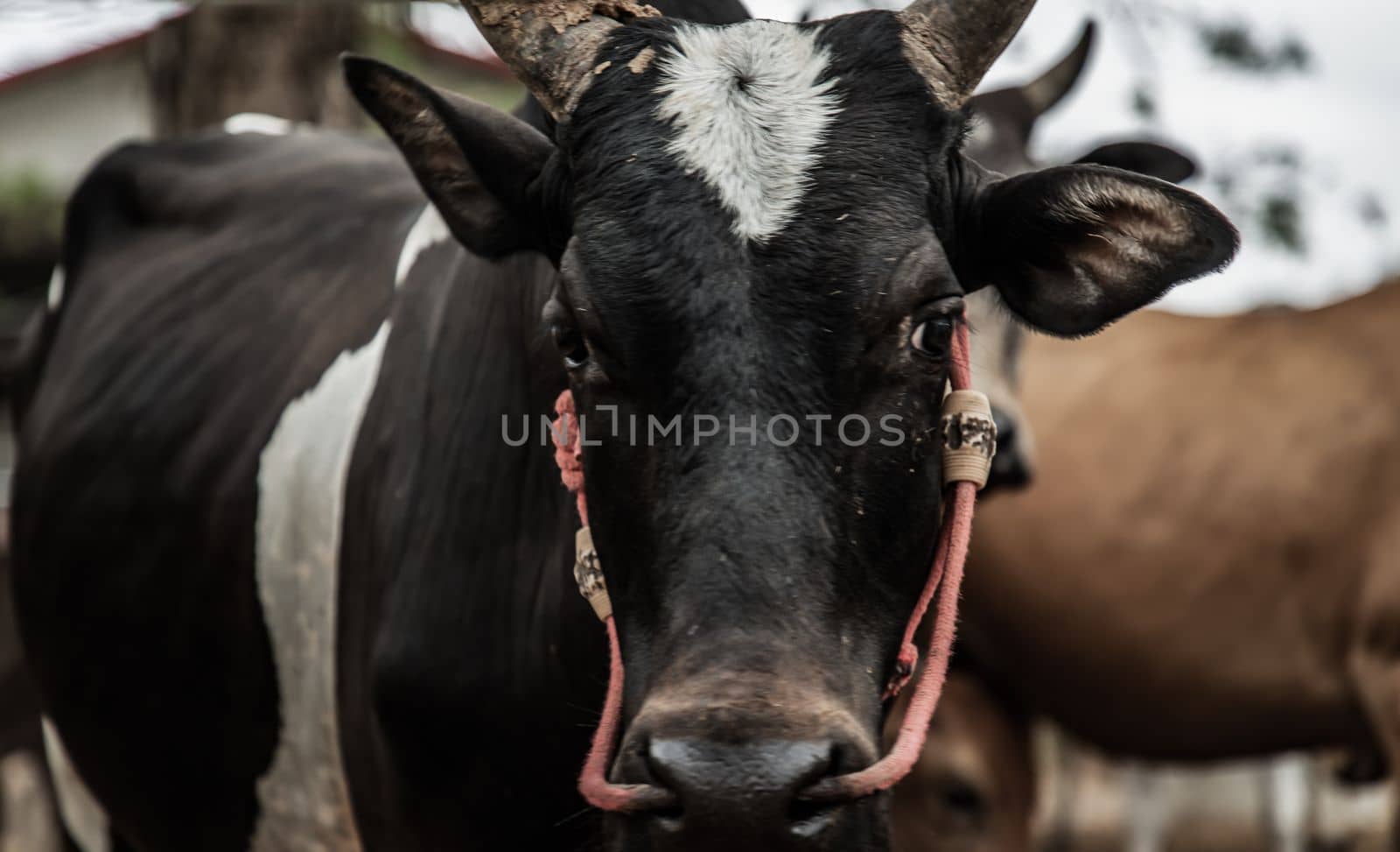Close up of Black horned cow of native species with other cattle in the background in the cattlepen at farm. Cows farm for food Native cattle farms of rural Thai people. No focus, specifically.