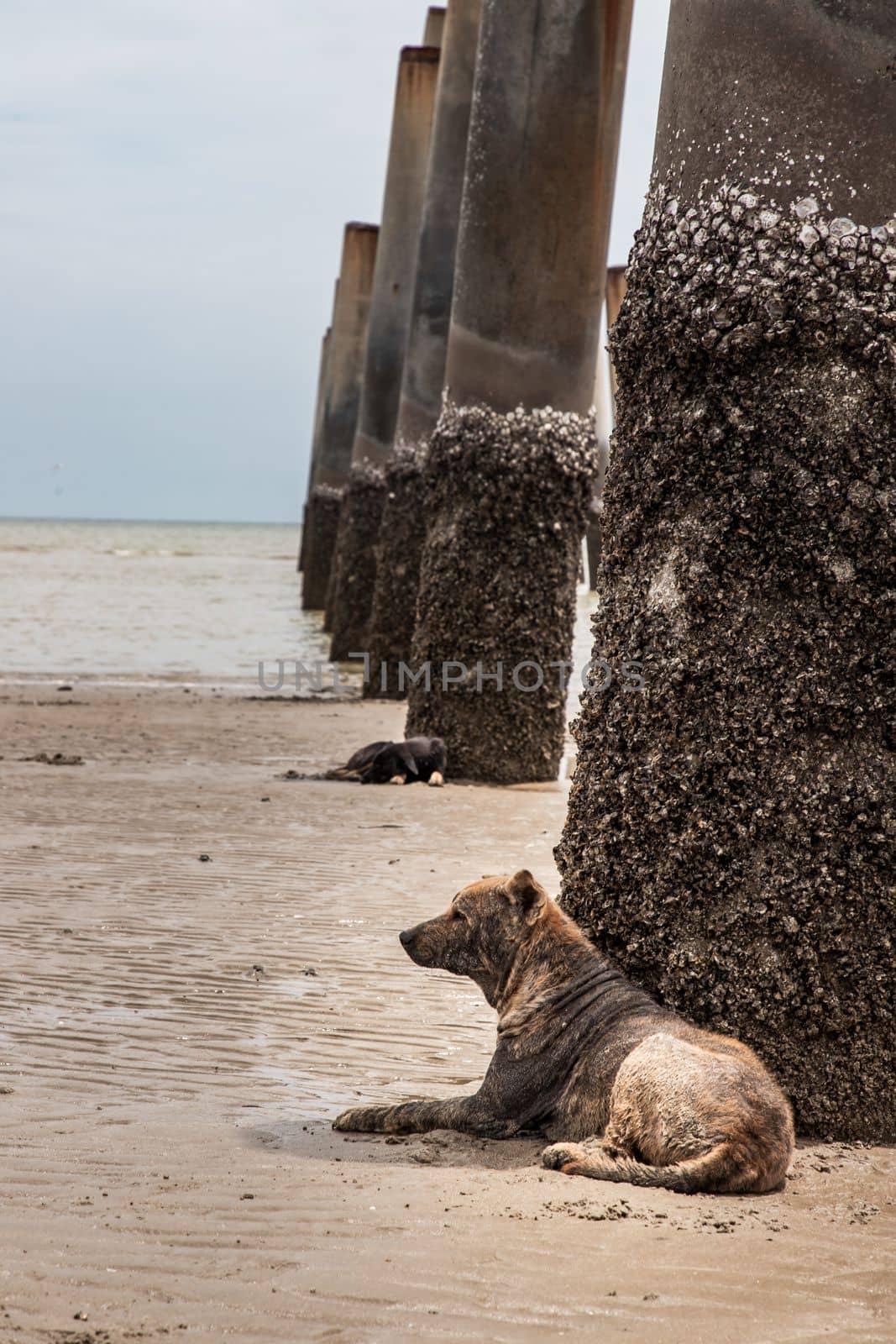 A dog lying on the beach under the leaning pillars of the old pier for hiding from the sun on a hot summer day. Selective focus.