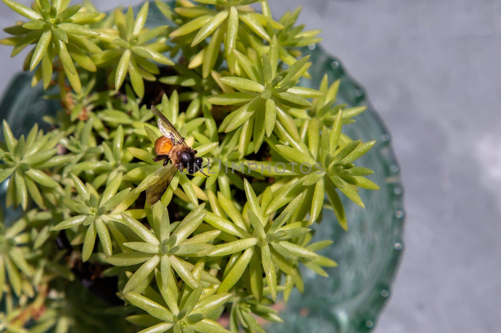 Top view of A bee perched on top of green tree in pot. sedum rupestre tree, Selective focus.