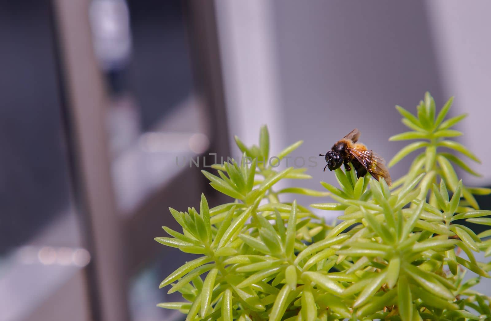 Close-up of A bee perched on top of green tree in pot. sedum rupestre tree, Selective focus.